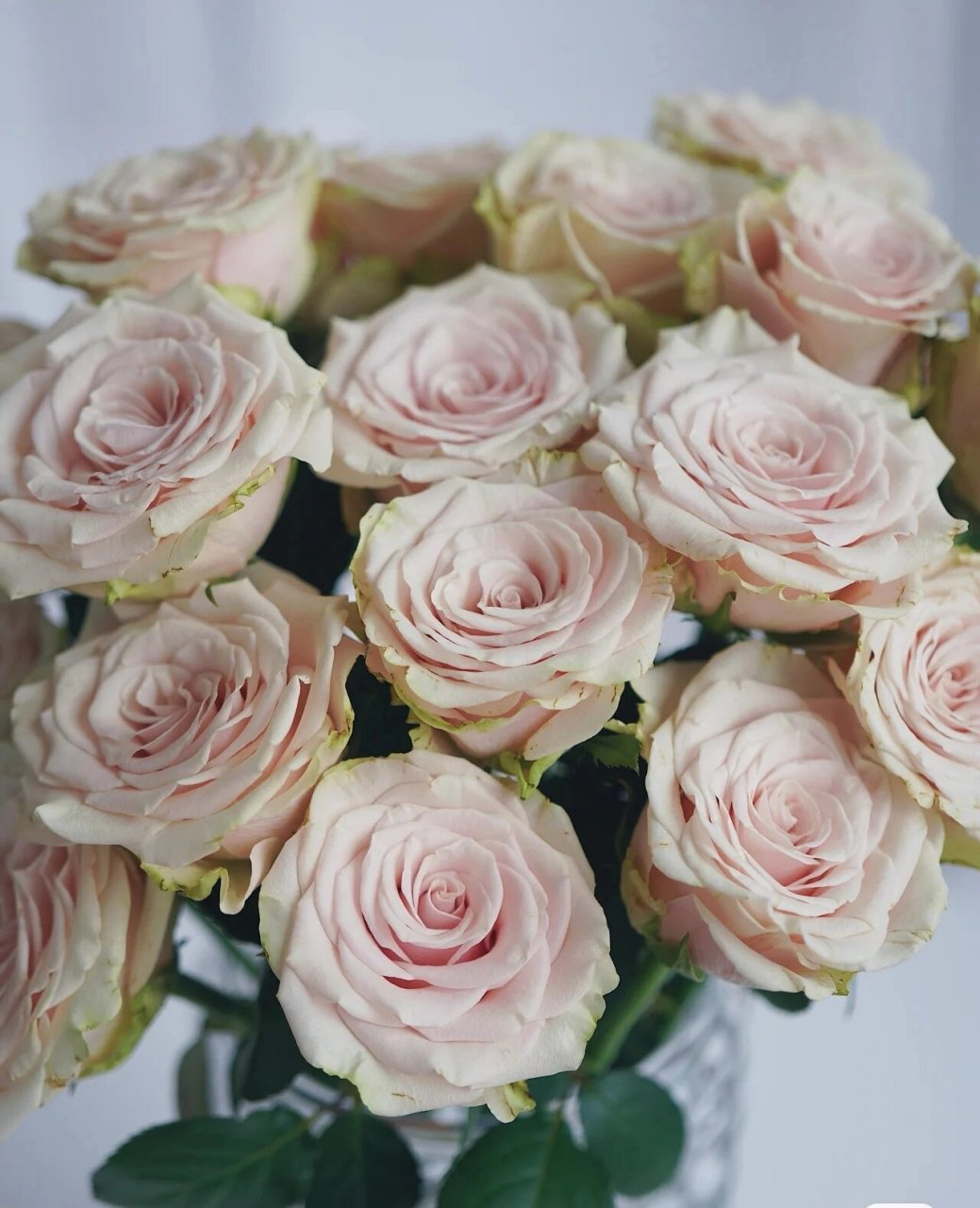 每天认识一种花--庞贝玫瑰 庞贝玫瑰 花瓣绿色,花芯肉粉色系,花期超长