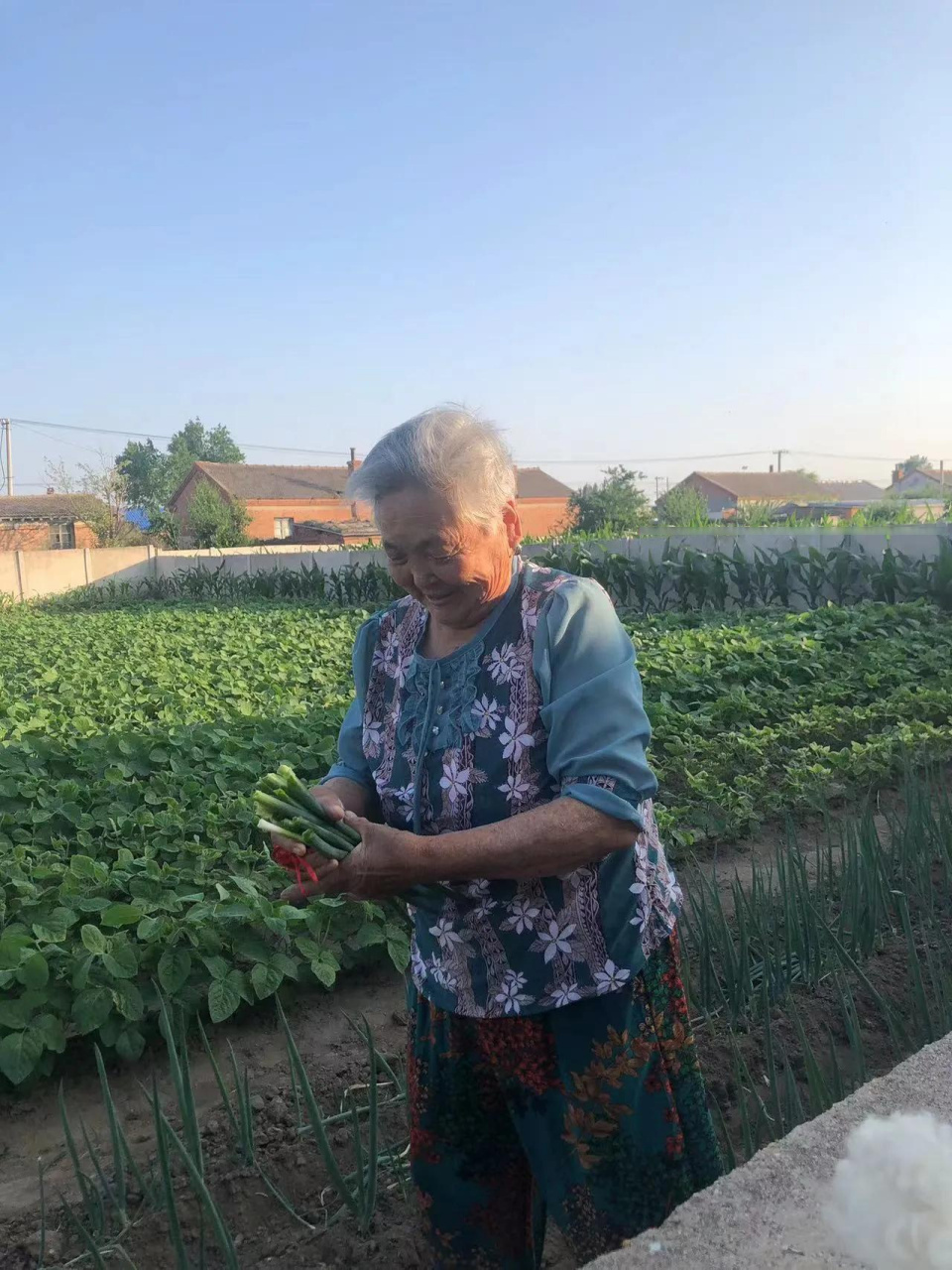 太姥和她的回忆乡下的阿婆 晒晒你家菜园 欣赏农村菜地 菜地里日常 小
