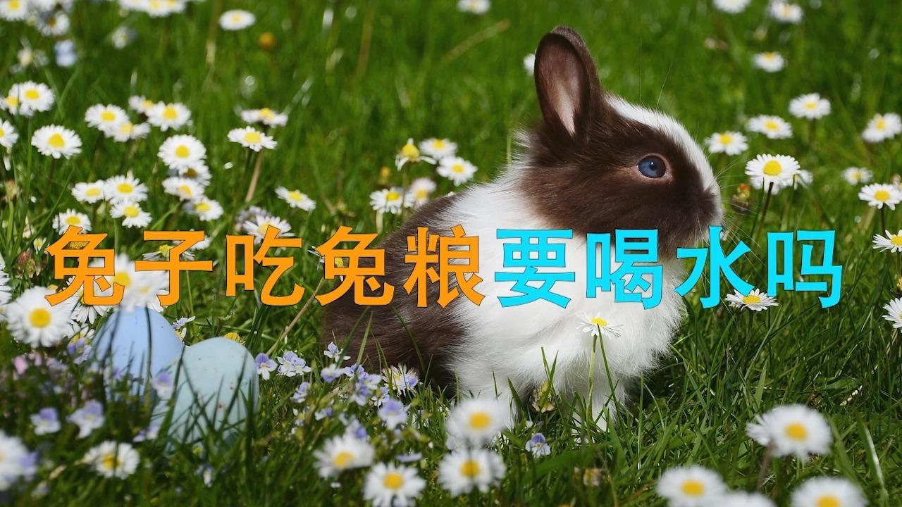 兔子吃兔粮要喝水吗