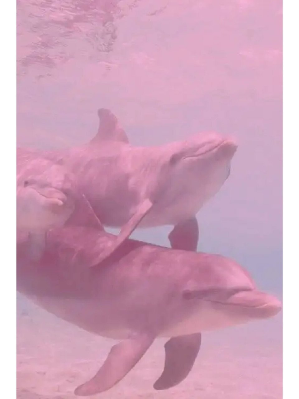 超级稀有的粉色海豚 听说看到它的人会变幸运哦9595