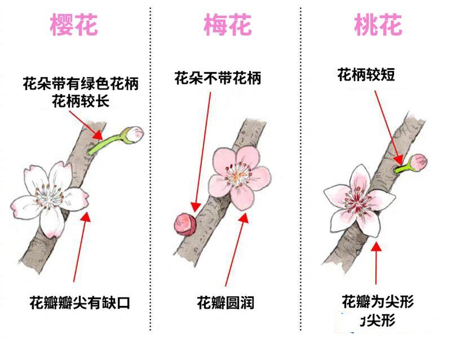 一张图快速识别春天的樱花梅花桃花 乱花渐欲迷人眼