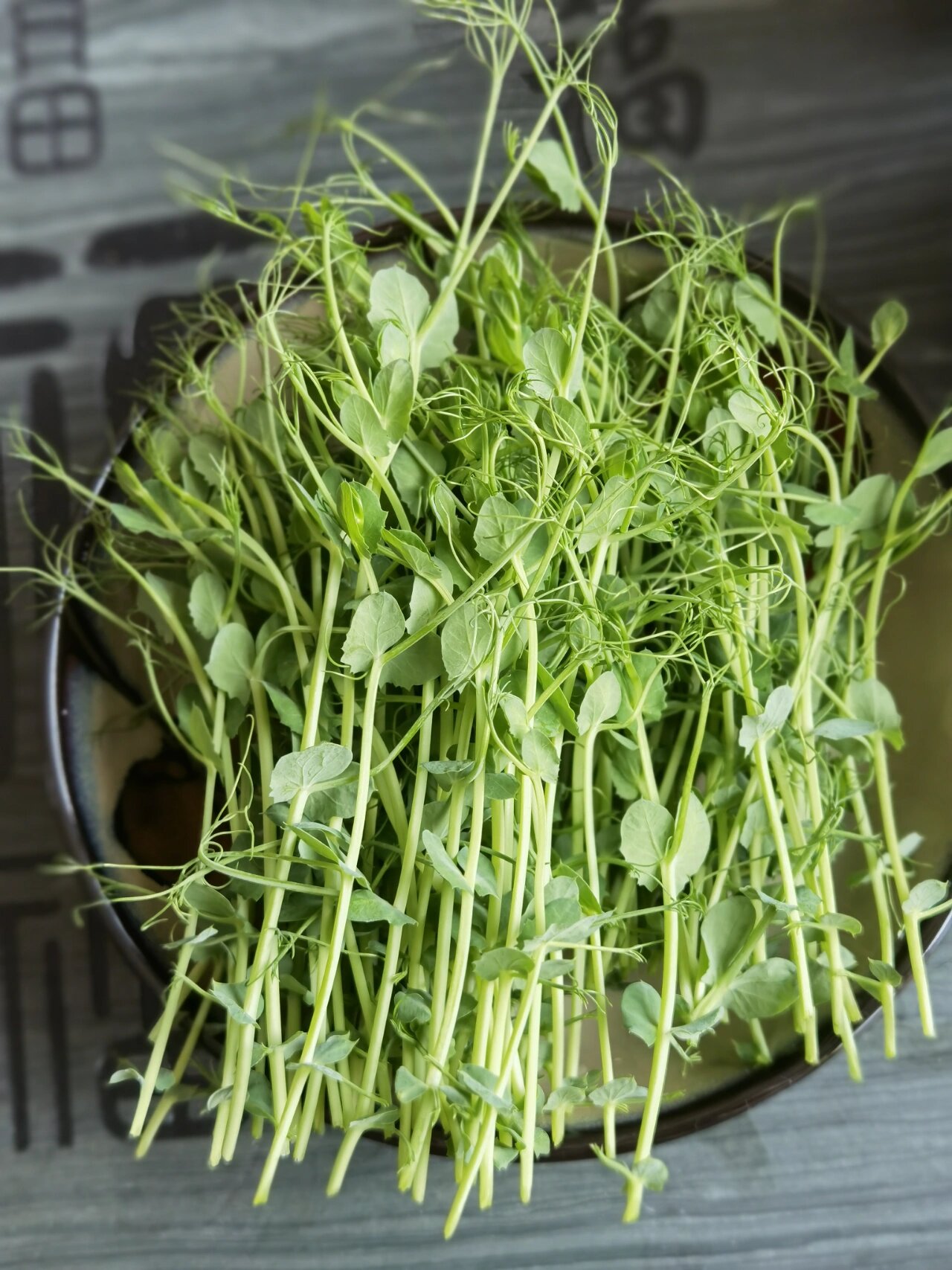 豌豆苗成长日记 麻豌豆,果然土培叶片长的好点