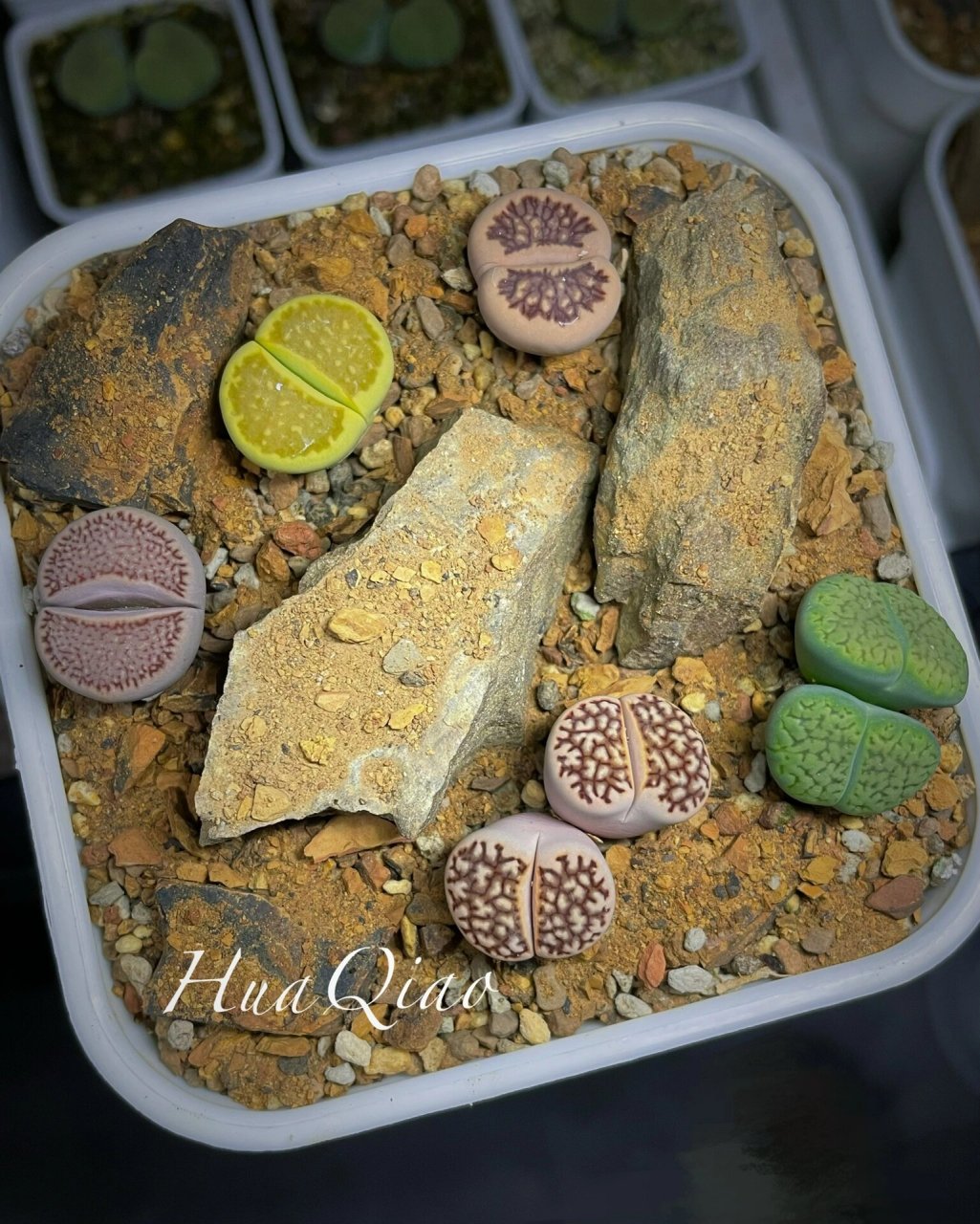 生石花|黄巴厘绿富贵…颜色担当99 第8盆……#原生造景# #荒漠造景