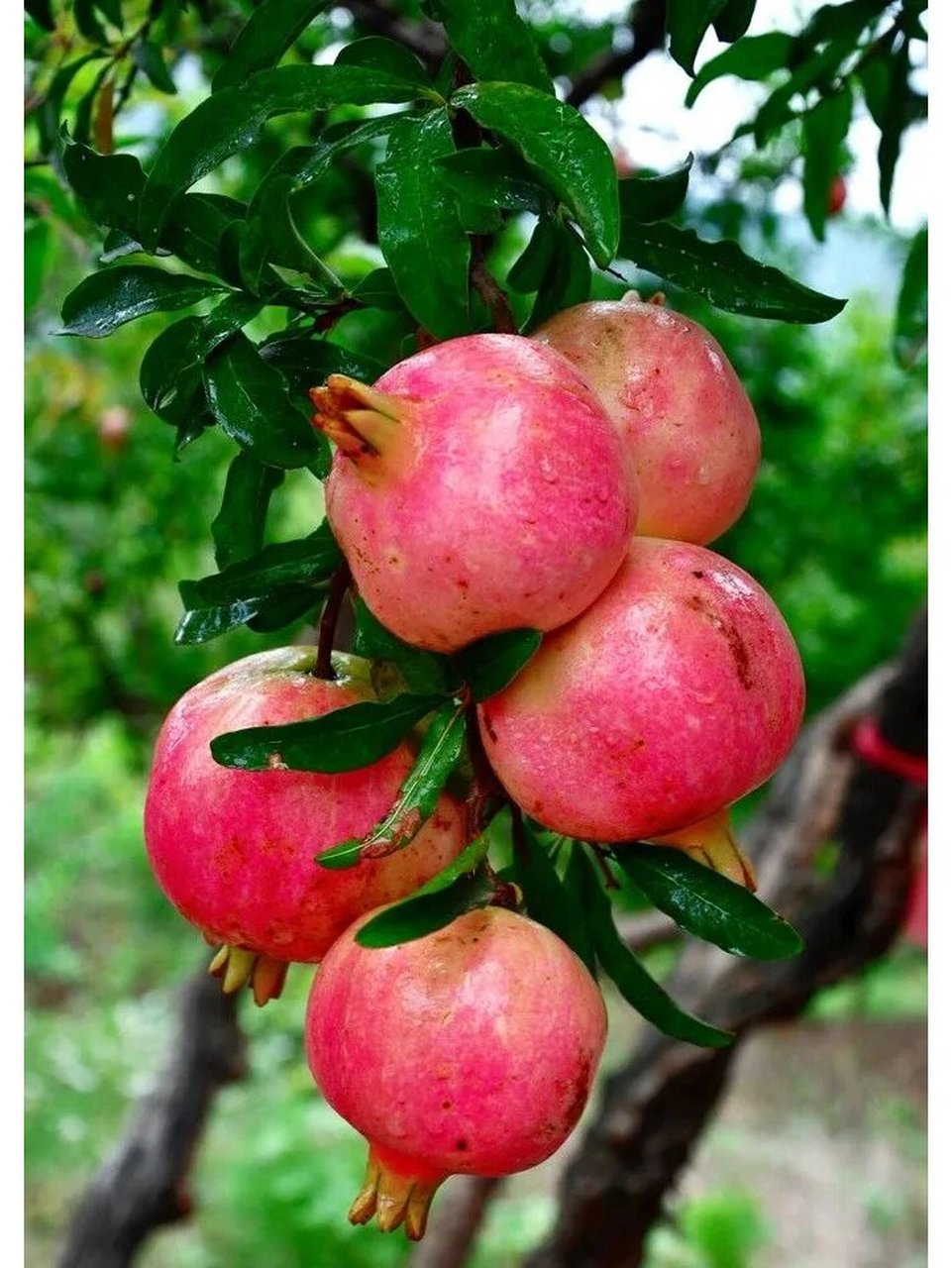 石榴又名安石榴,自西汉张骞出使西域传入我国以来,就为人们所喜爱.