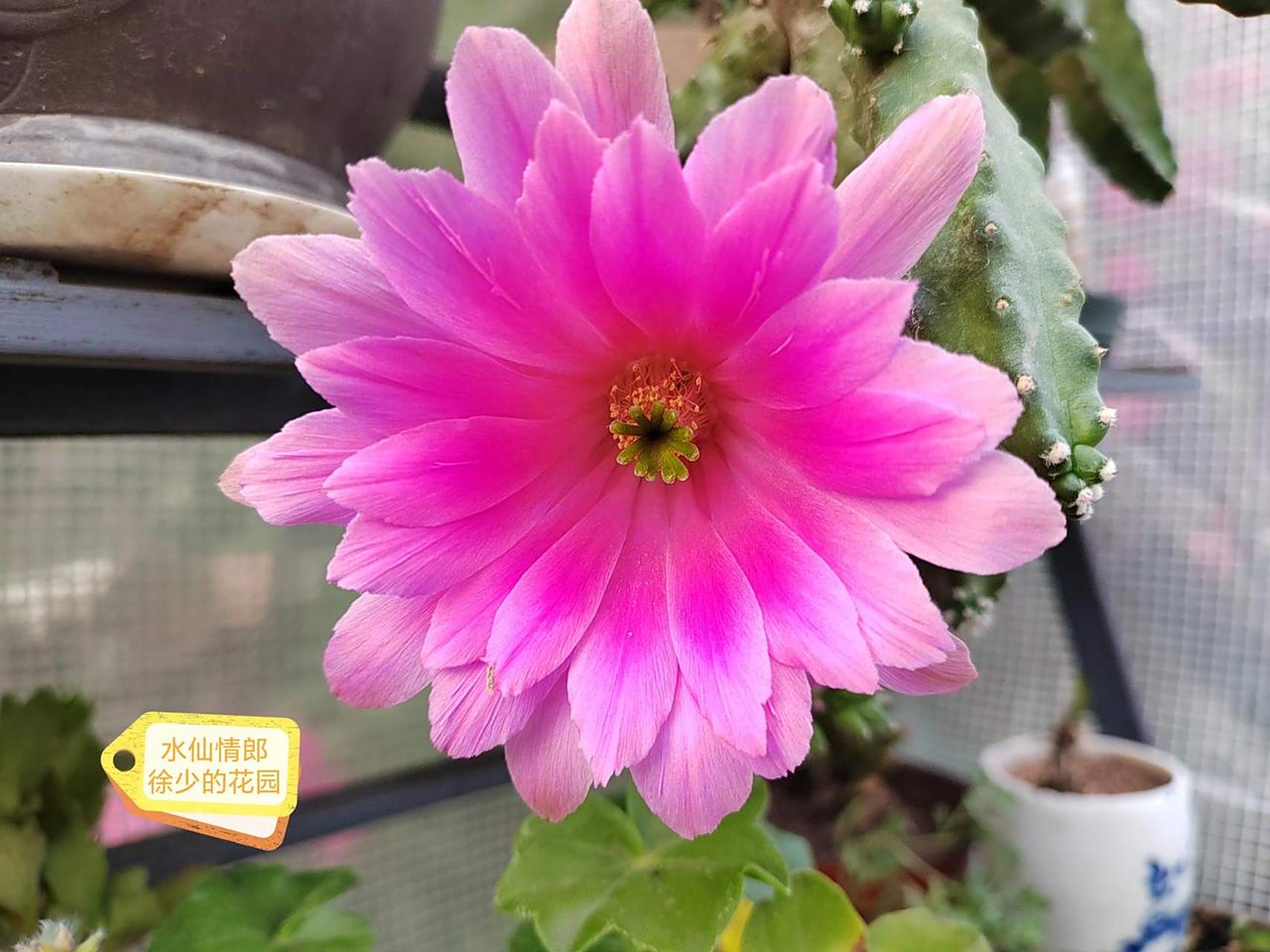 图一水仙情郎 图二红花白檀 图三垂吊金妞 图四令箭荷花 图五黄花