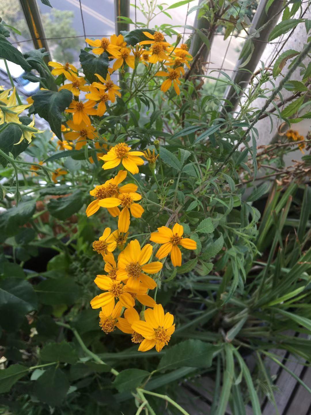 黄金墨西哥万寿菊给灵魂一味青春永驻阳台可持续种可食用鲜花