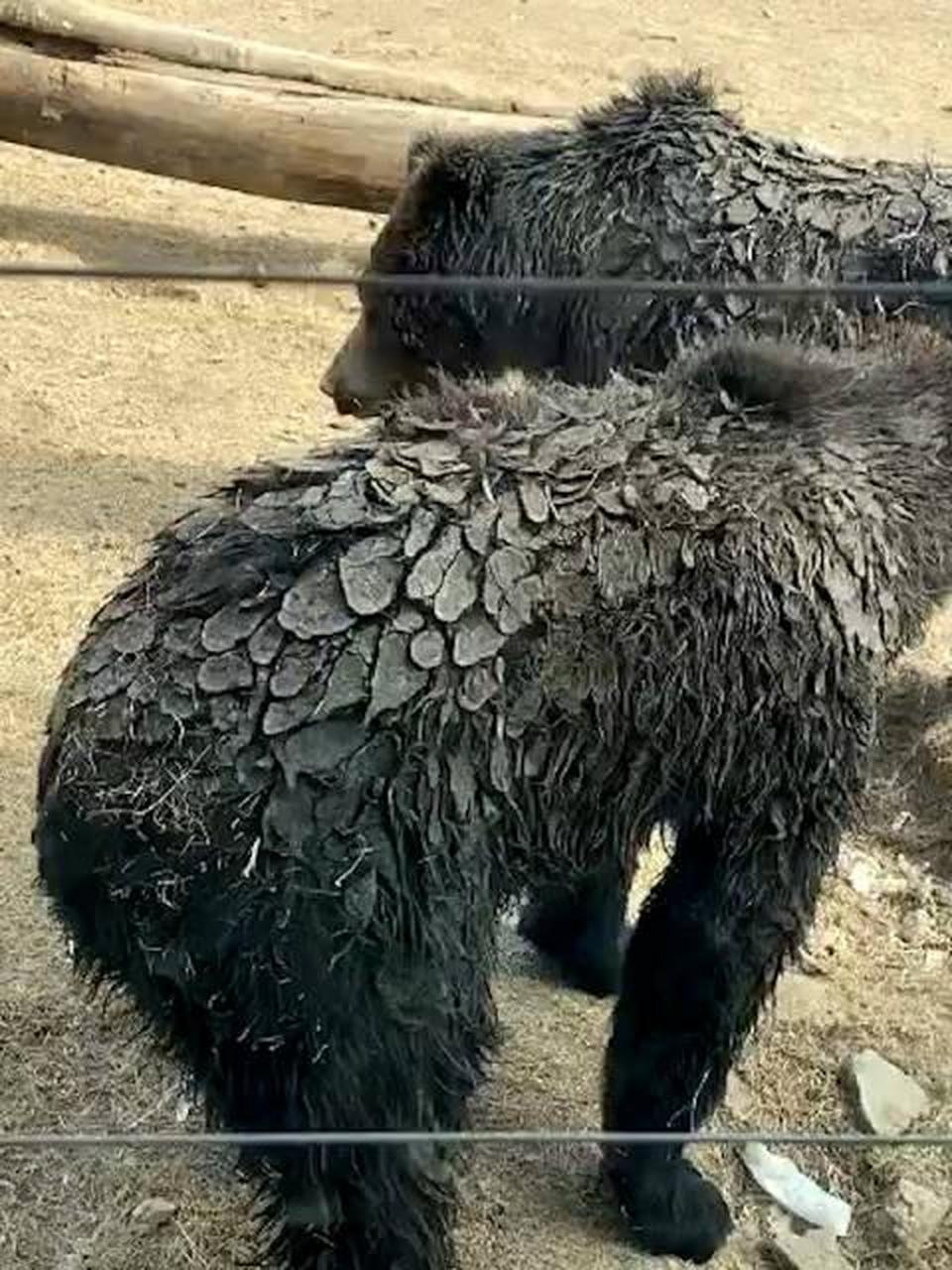 李女士称,它们看着很可怜,猜测可能是天冷工作人员没有给它们做清洁.