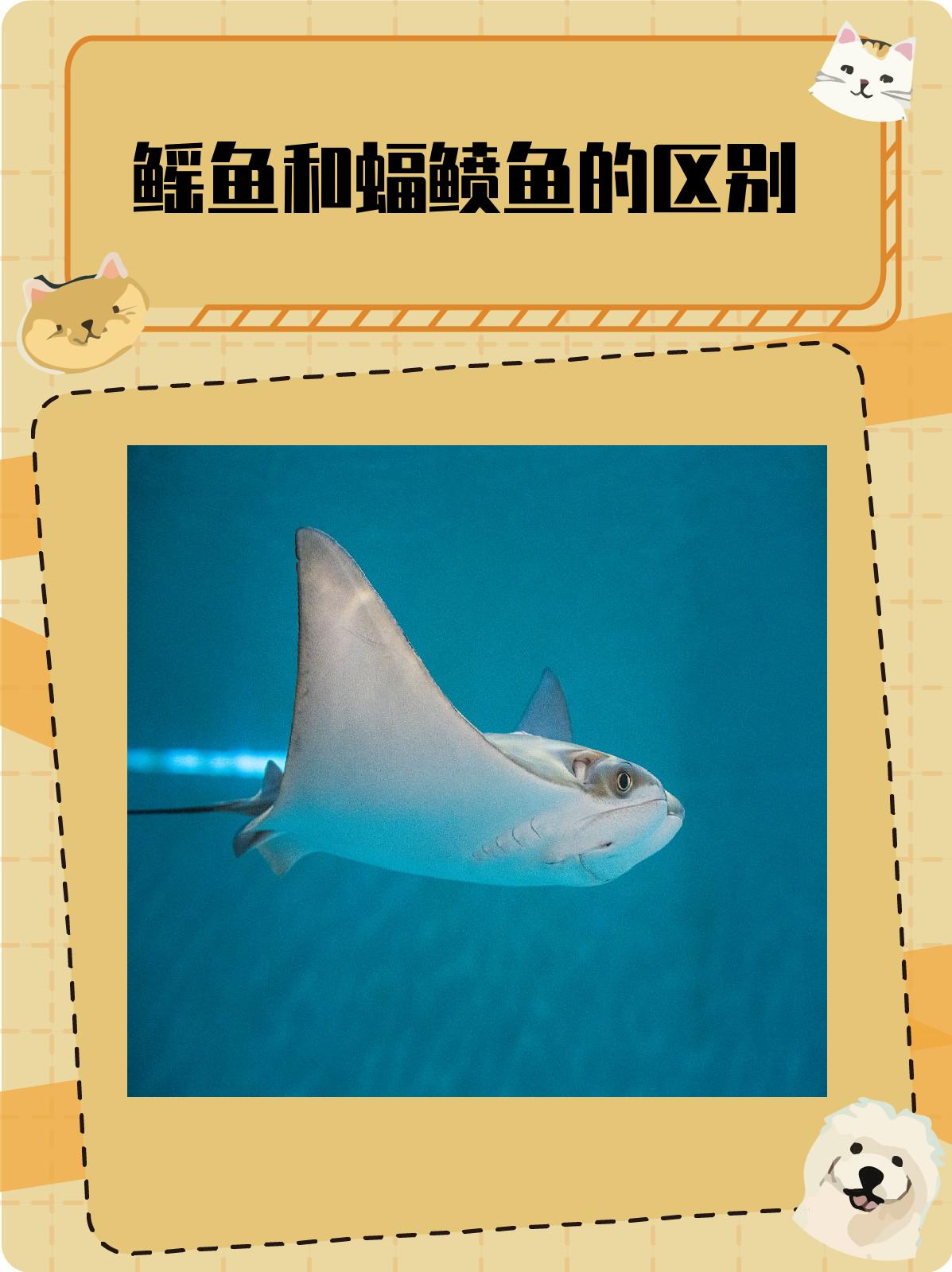 鳐鱼和蝠鲼鱼的区别