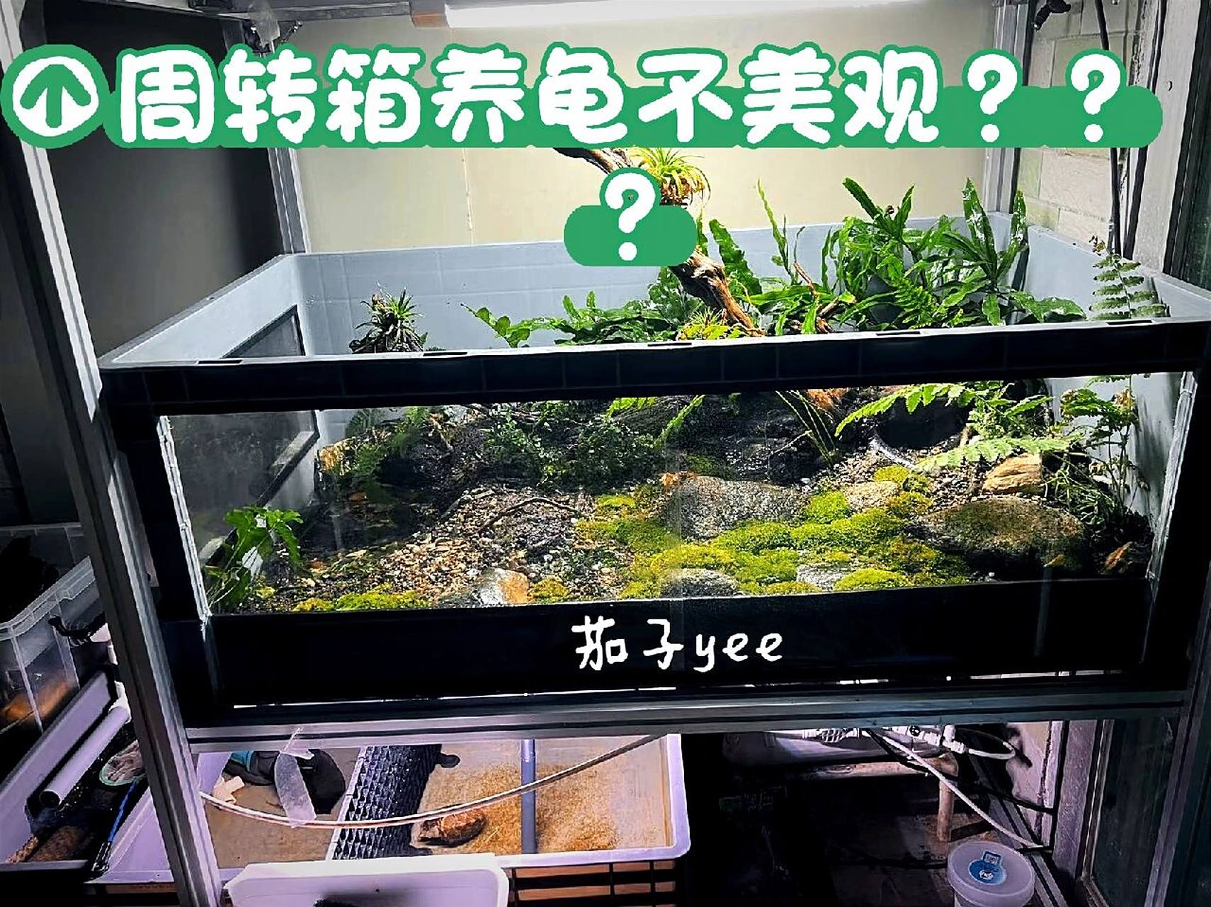 周转箱养龟也可以很美观 这个是龟友群里,茄子大佬,按照我的方式制作