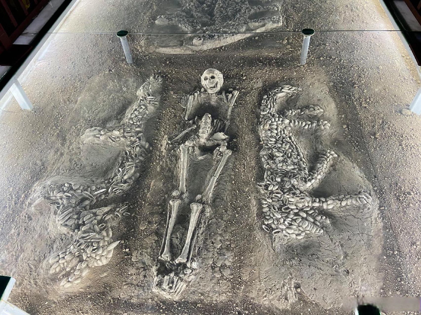 【距今6500年中华第一龙在河南濮阳】上世纪80年代,考古工作者在河南