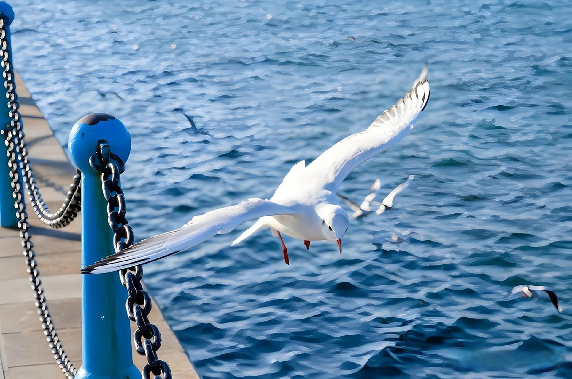 青岛栈桥的海鸥图片