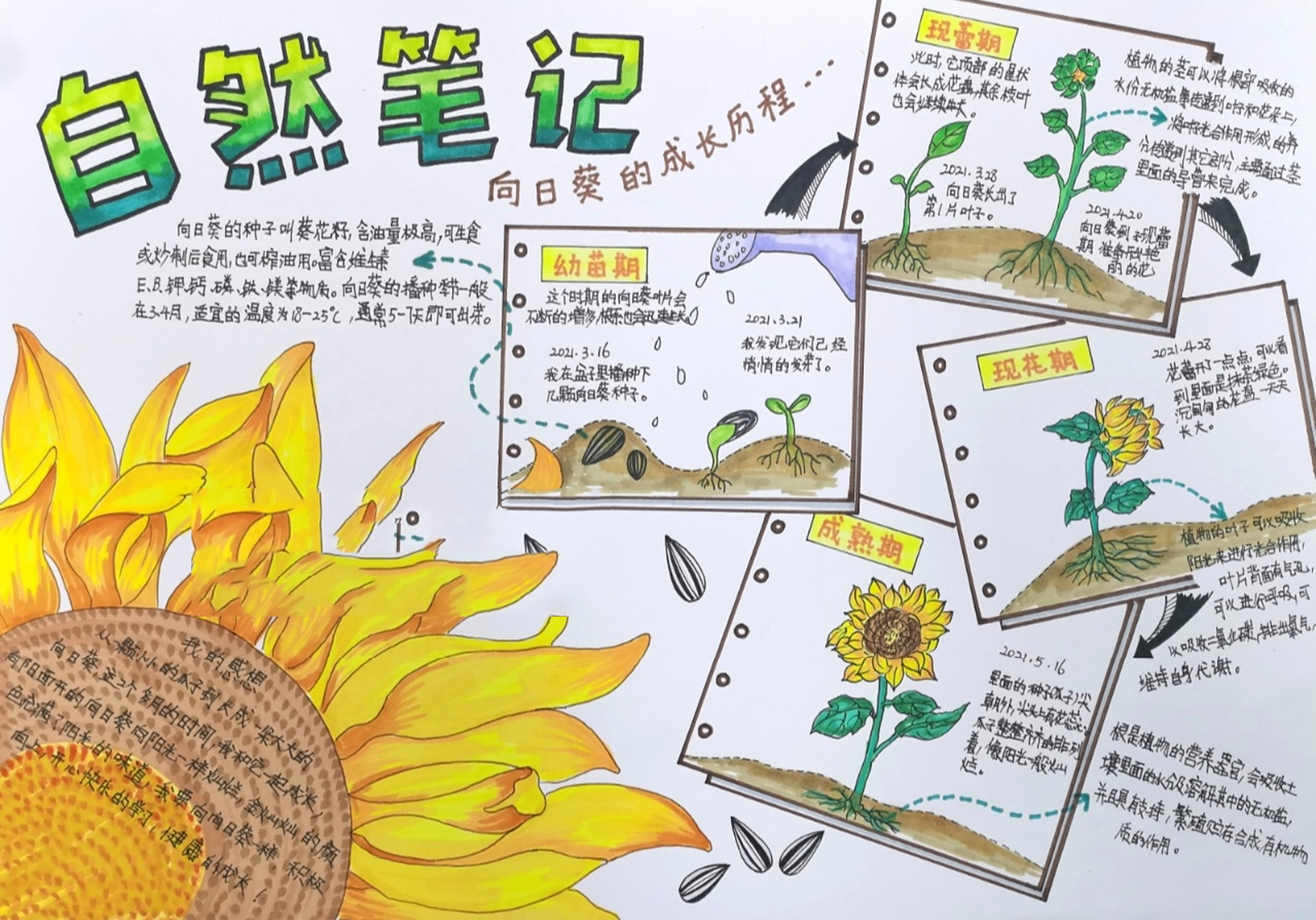 植物笔记-向日葵(原创) 四年级孩子的植物成长笔记