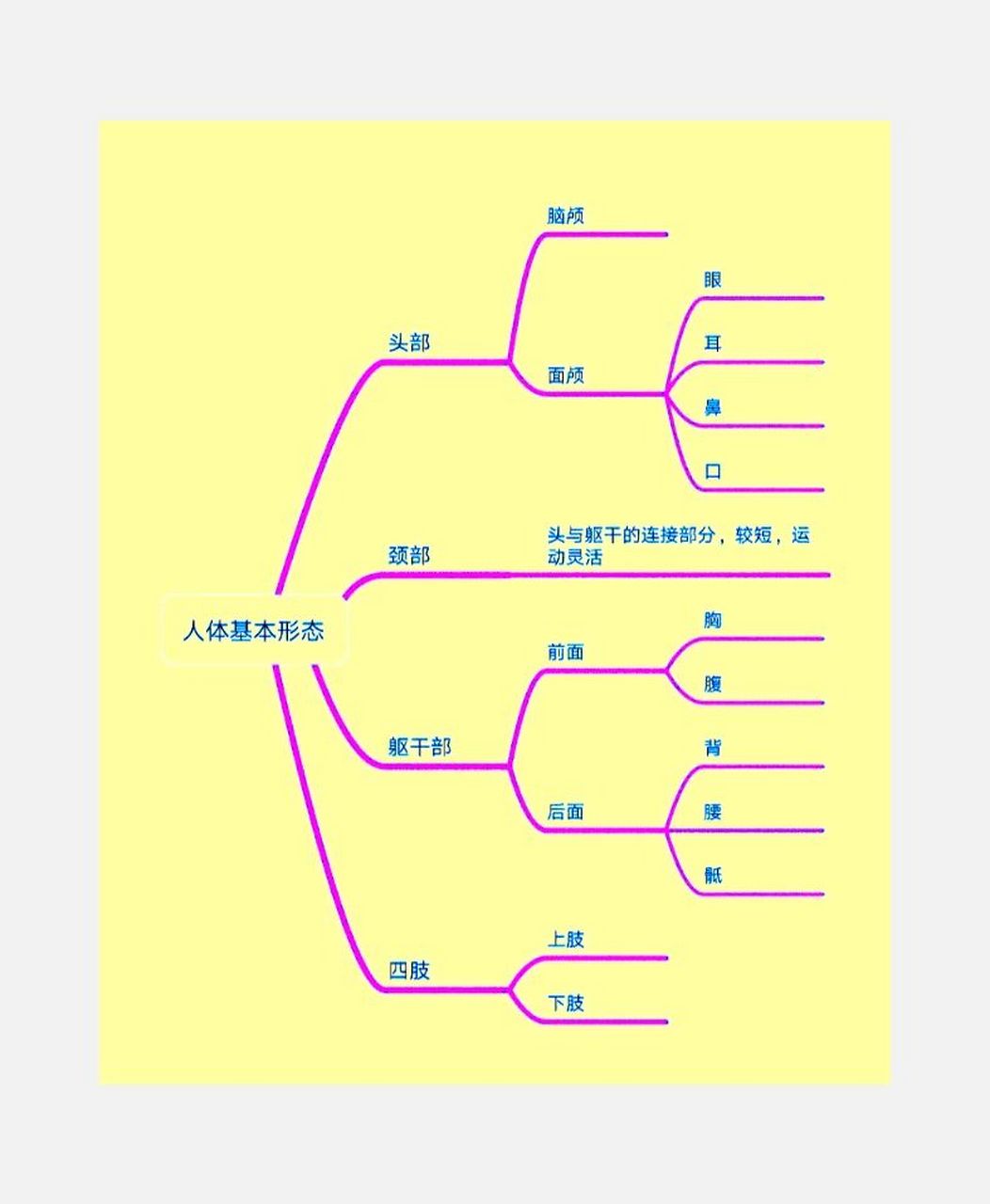 人体系统思维导图简单图片