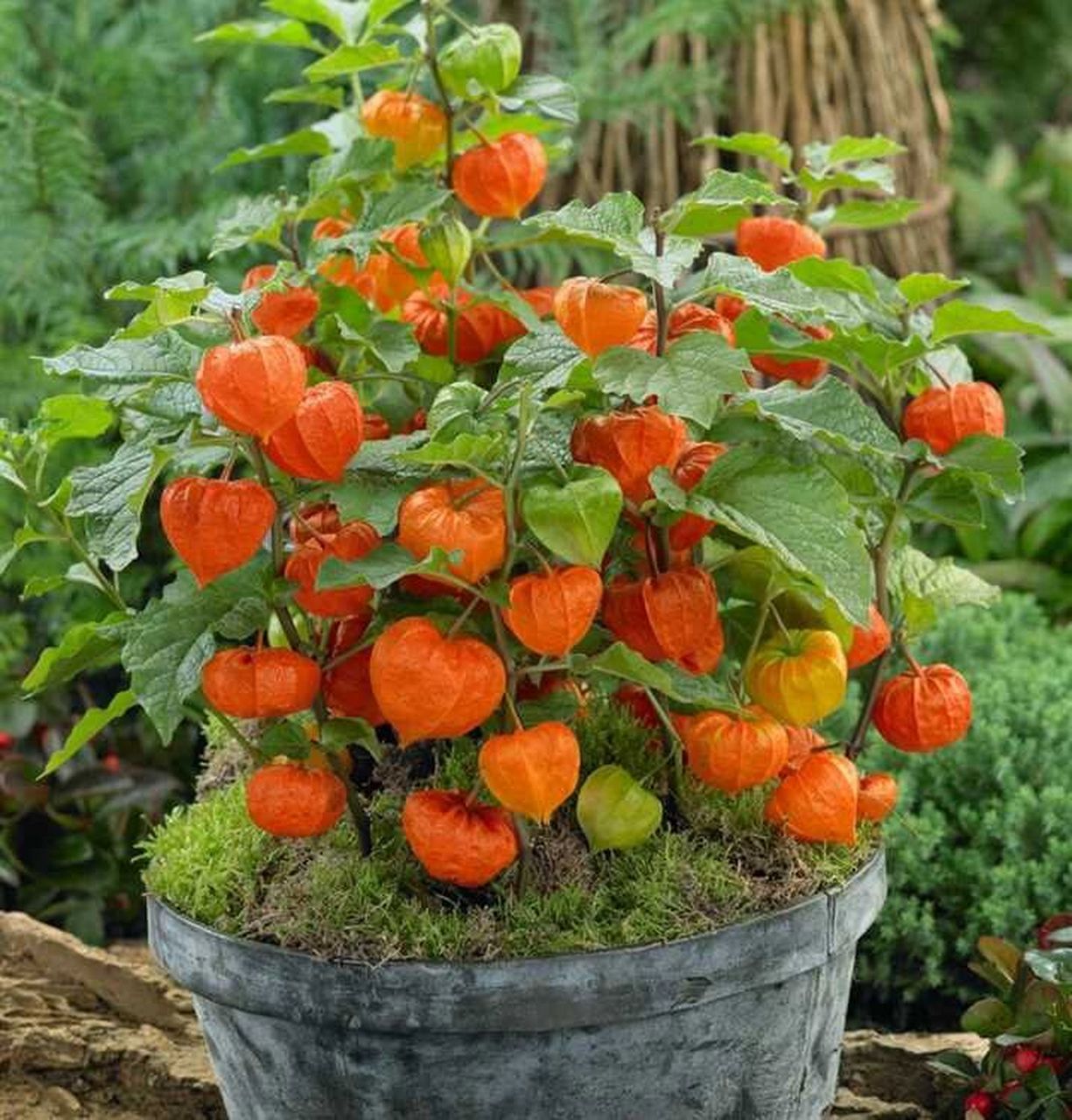 2022宿根花园植物——酸浆红灯笼 种子1000粒包装