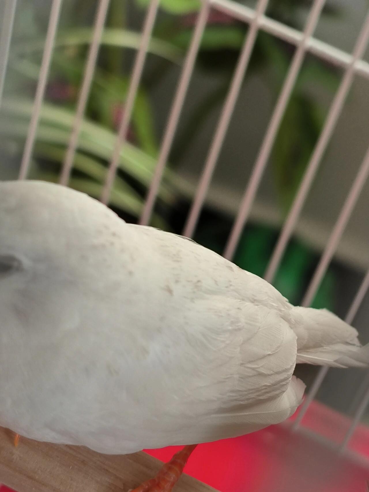 白色小珍珠鸟怎么了