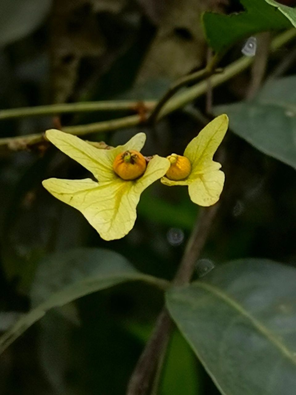 高大乔木,满树亮眼的花,不多见 黄杞,胡桃科,黄杞属,拍于成都长秋山区