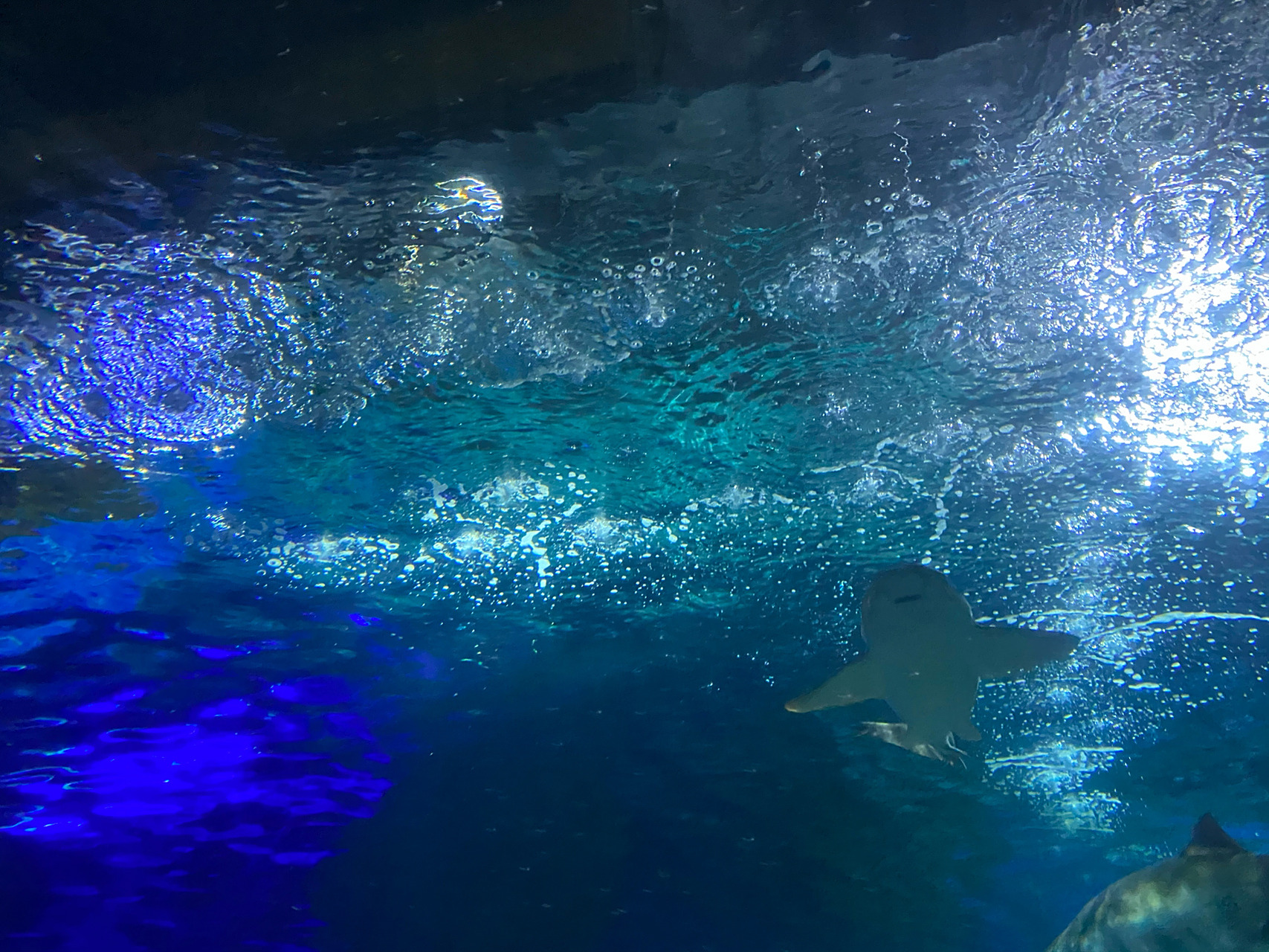 大连圣亚海洋馆—予我深海旧梦 我喜欢白鲸,白鲸在我心底一直是最聪明