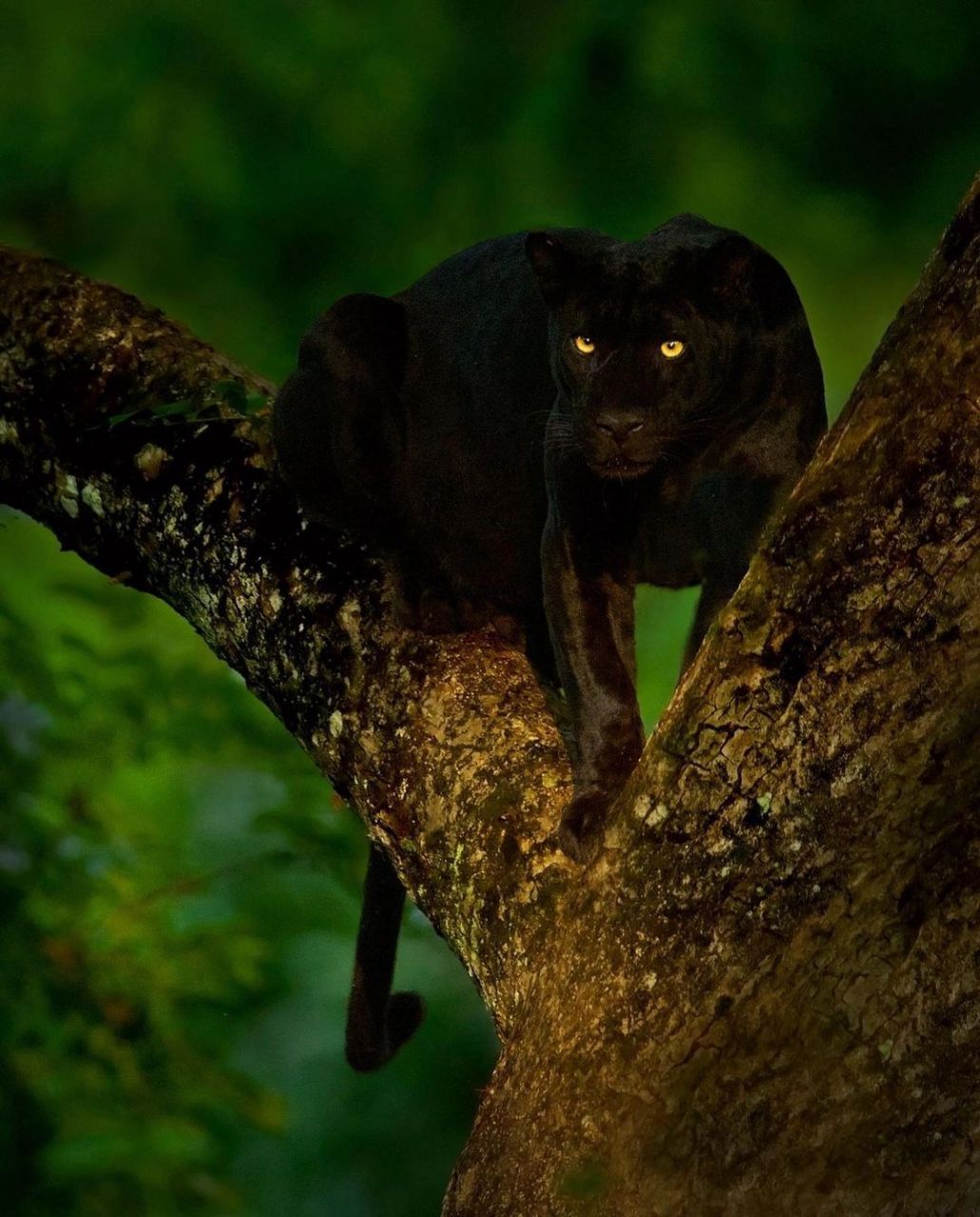 黑豹图鉴,最迷人的还是他那双眼睛.