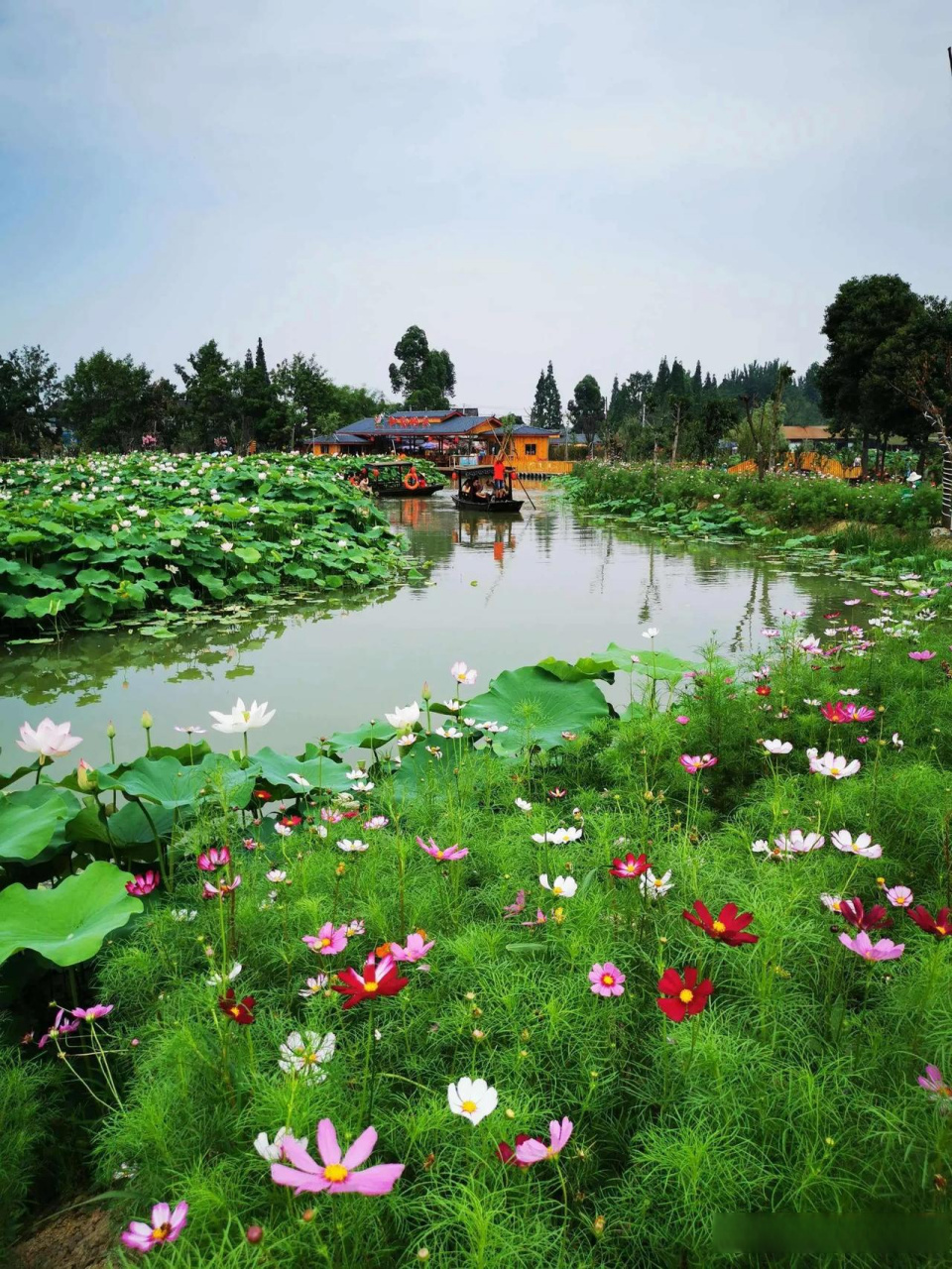 在这个夏夜的微凉里,月光如水洒在荷花池上,那一片繁华盛开的景象