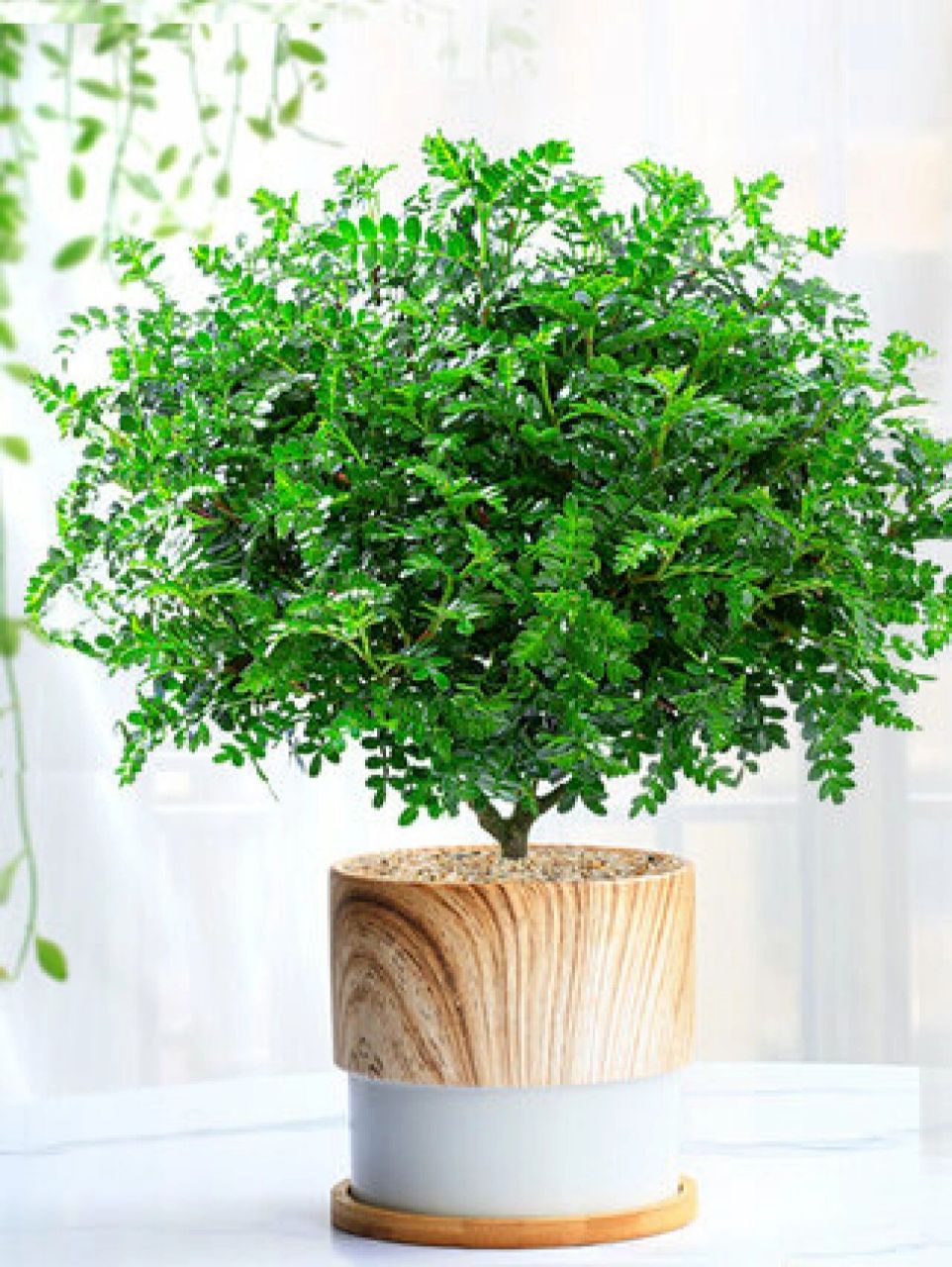 办公室常用植物15|清香木 清香木别名香叶子,株形优美,气味清香.