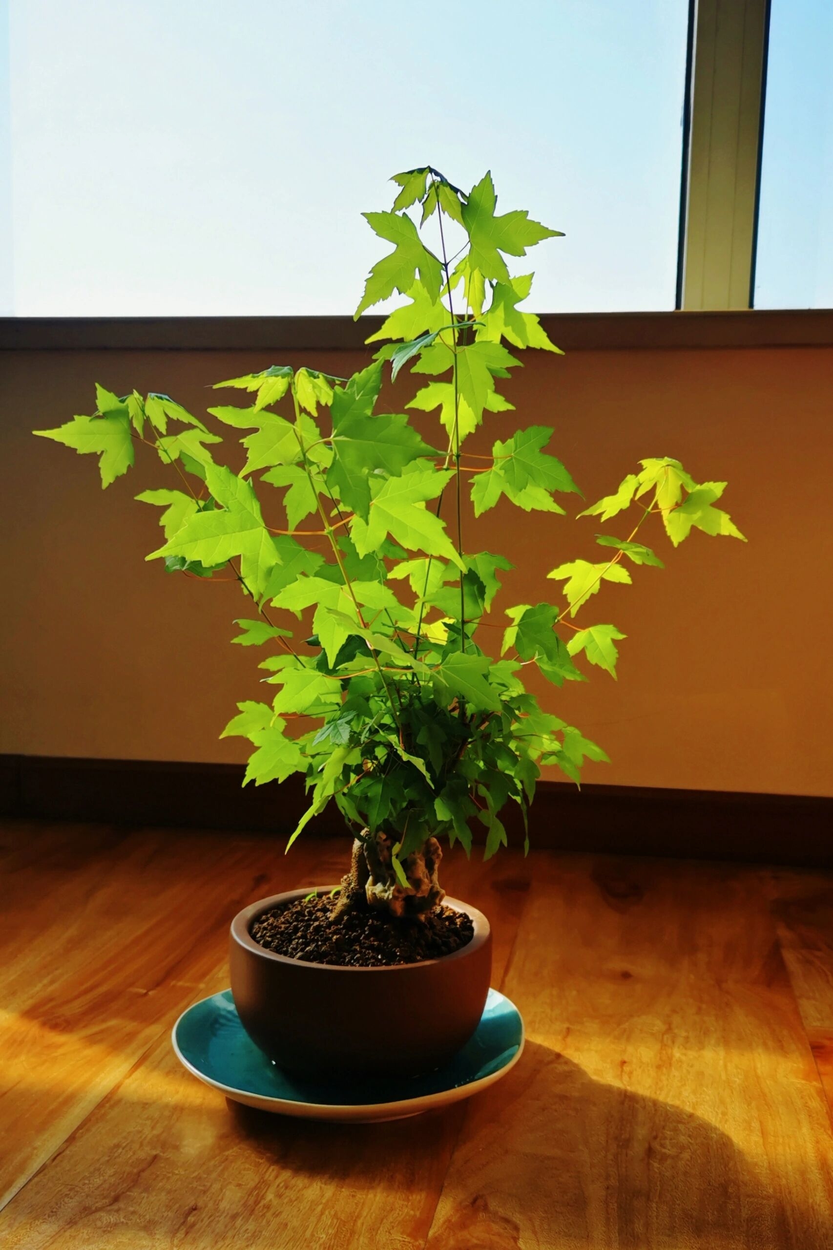 一盆疯长的三角枫盆景