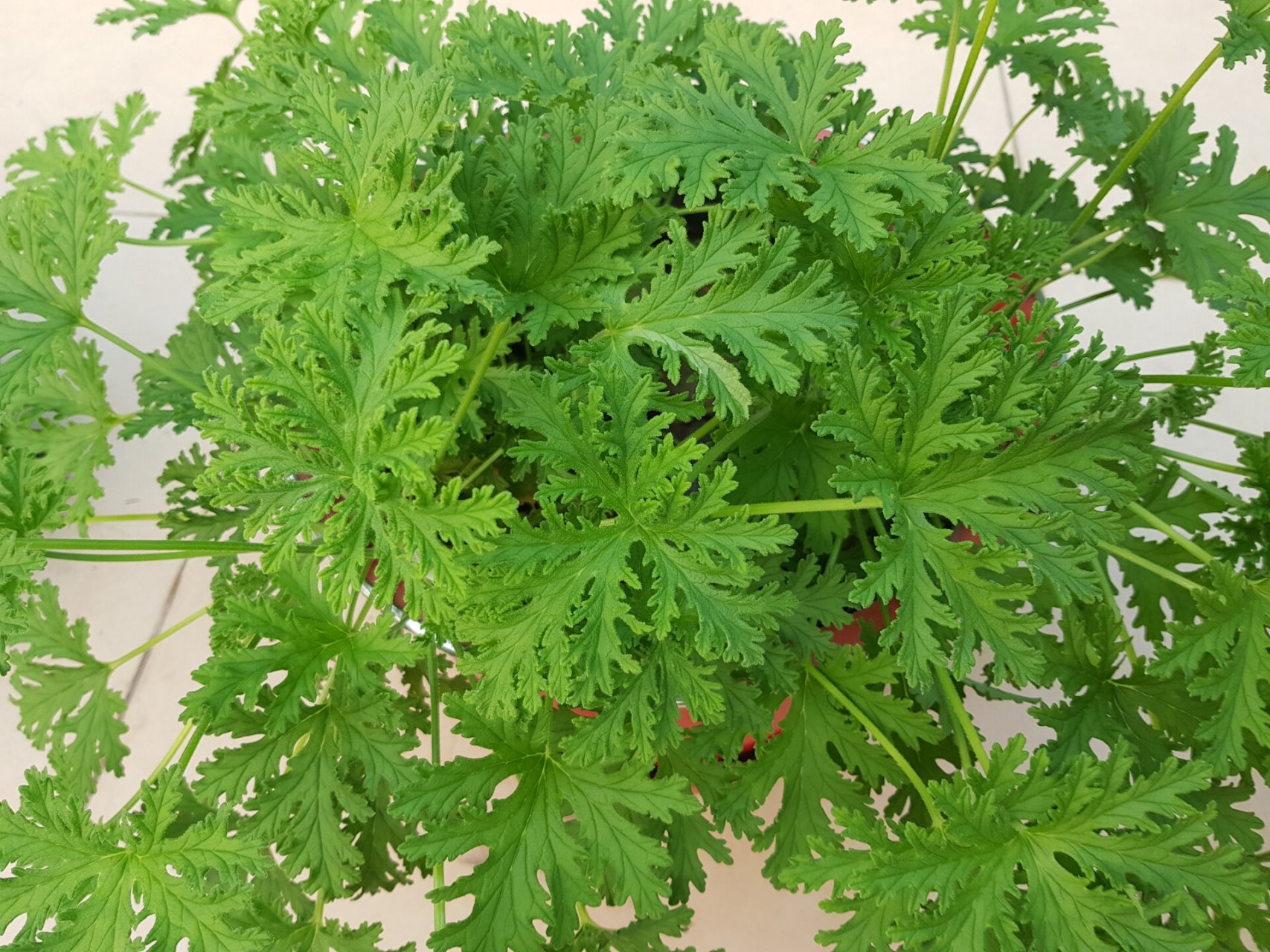 狮子头(驱蚊草) 喜欢它的蓬勃生机和好闻的香味