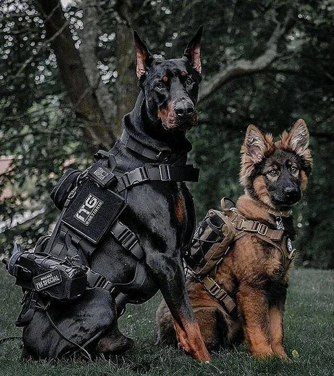 99 杜宾犬是一种非常凶猛的犬类,主要协助是军,警工作.