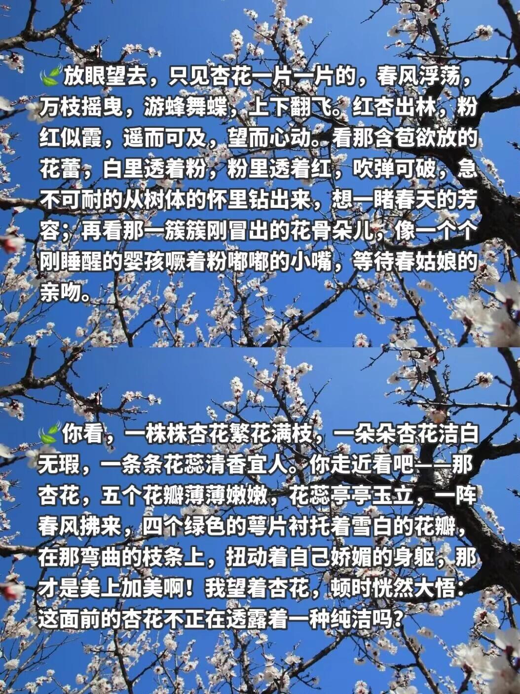关于"杏花"的唯美句子