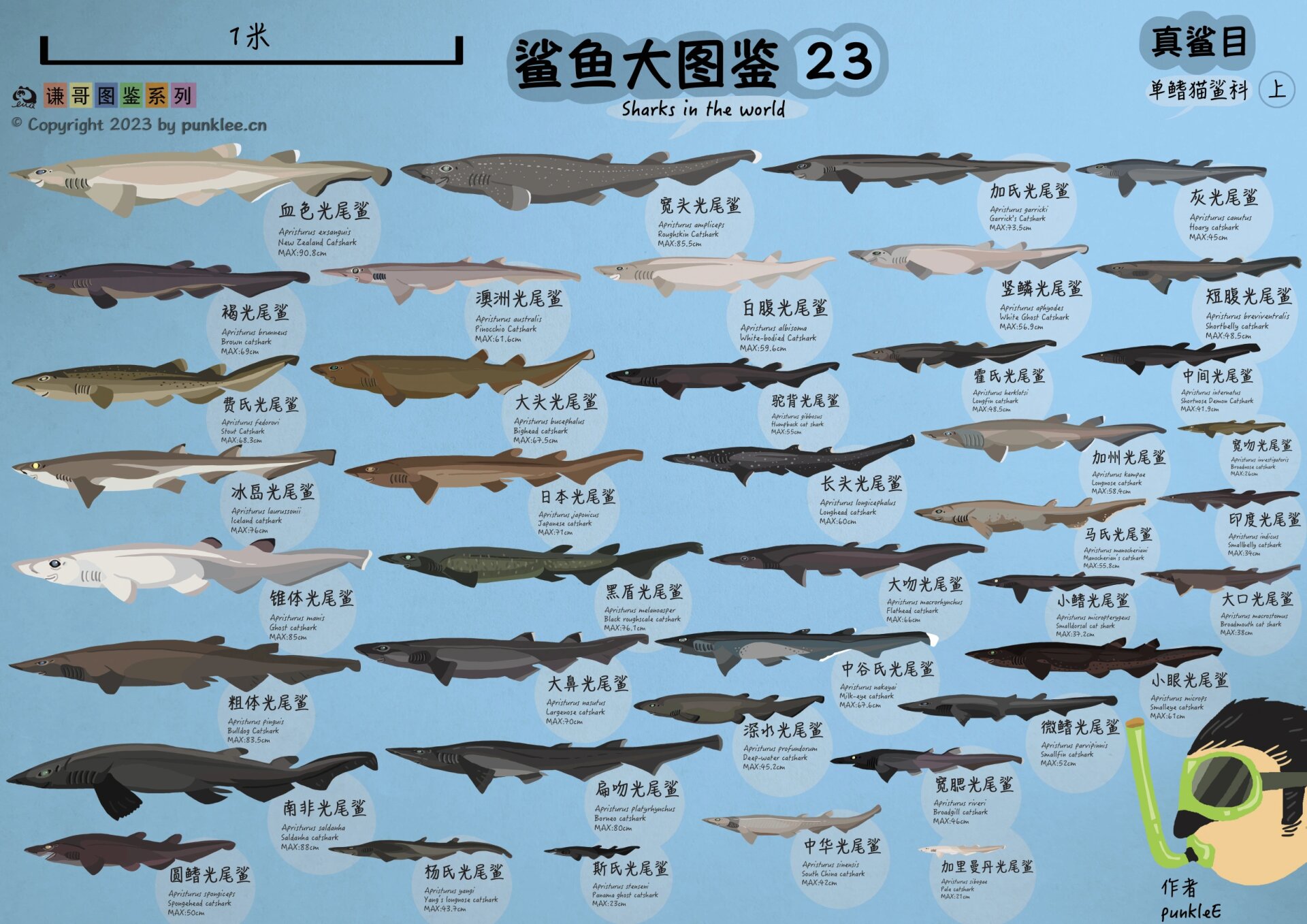 鲨鱼大小体型排行图图片