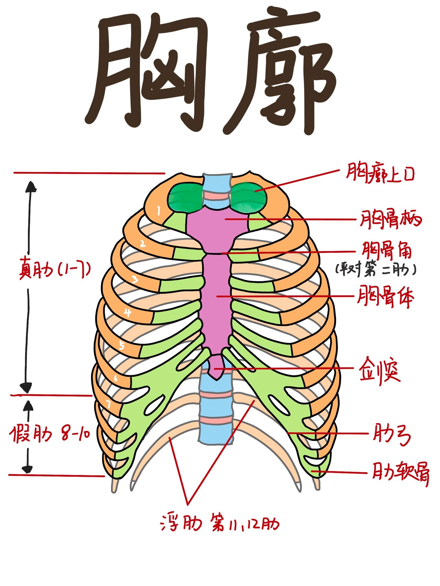 99今天和大家分享一下胸廓的解刨 99胸廓由12块胸椎