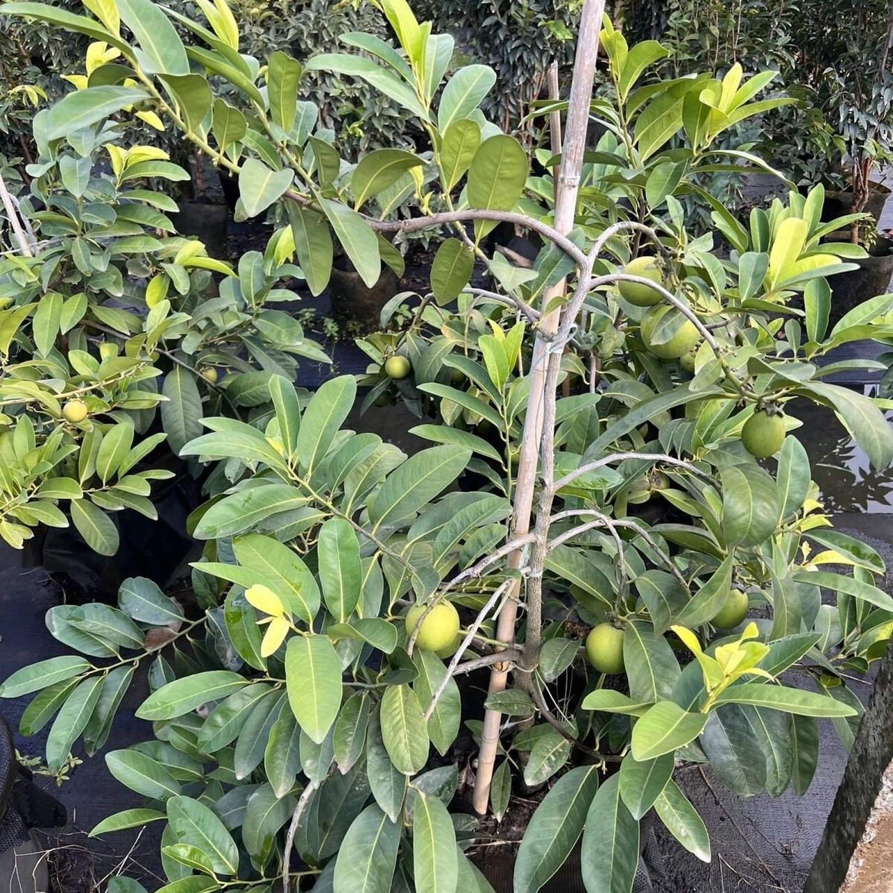 黑柿巧克力布丁果 #果树# #巧克力黑柿# #柿子# #巧克力黑柿苗