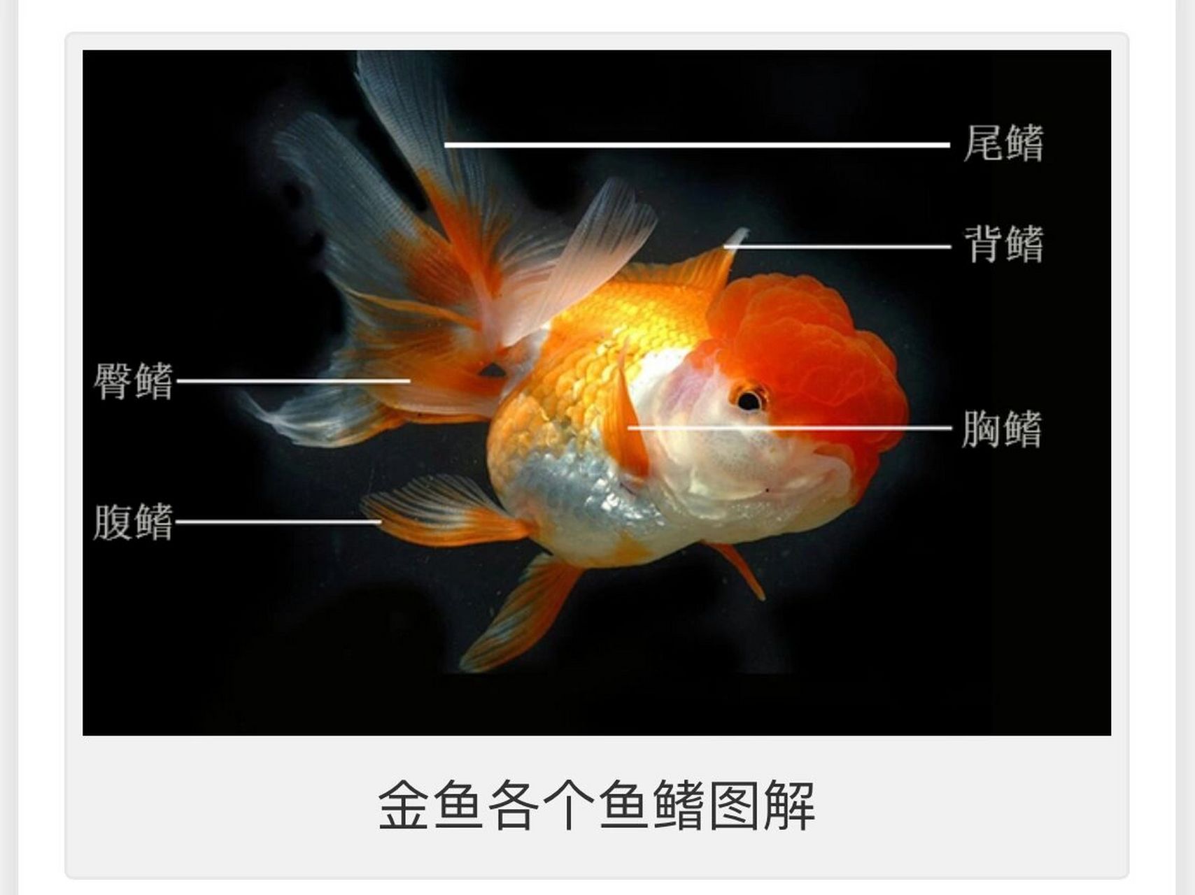 金鱼的身体结构图片图片