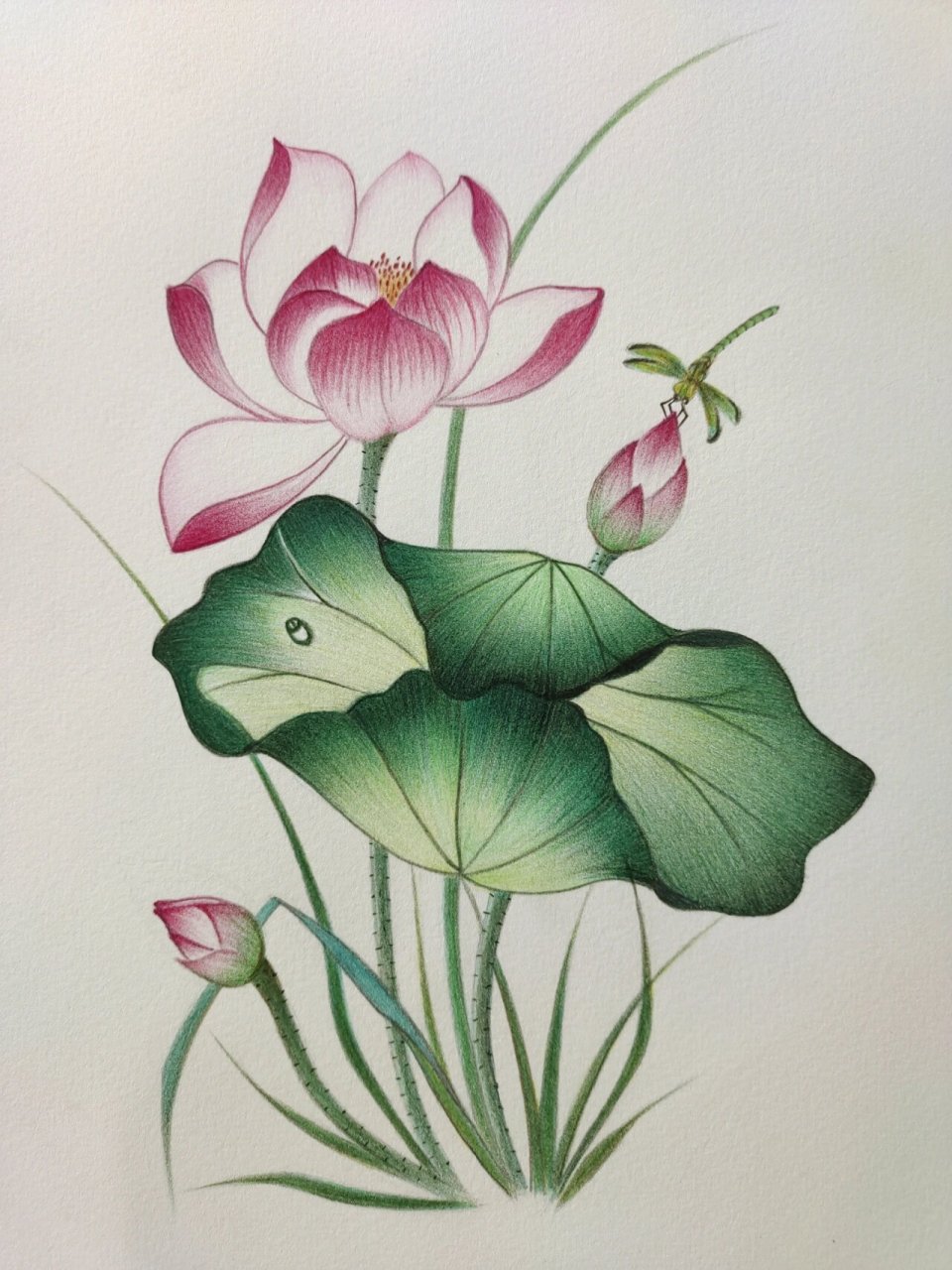 彩铅画—荷花 有些日子没画彩铅了 临摹了的作品 用了三个下午终于