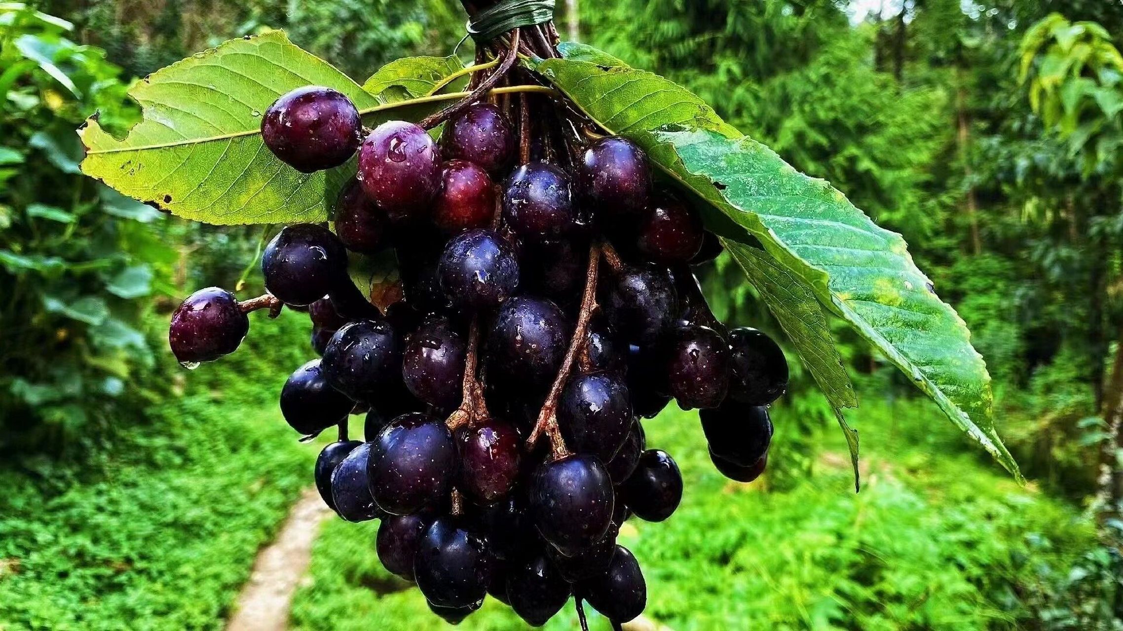 制作胭脂果 胭脂果制作的胭脂果膏 满满的花青素