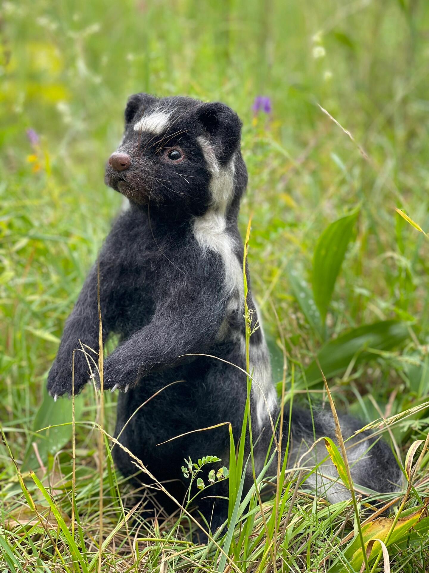 你不能吓唬臭鼬,否则它会破坏空气!09 领养请私信!94