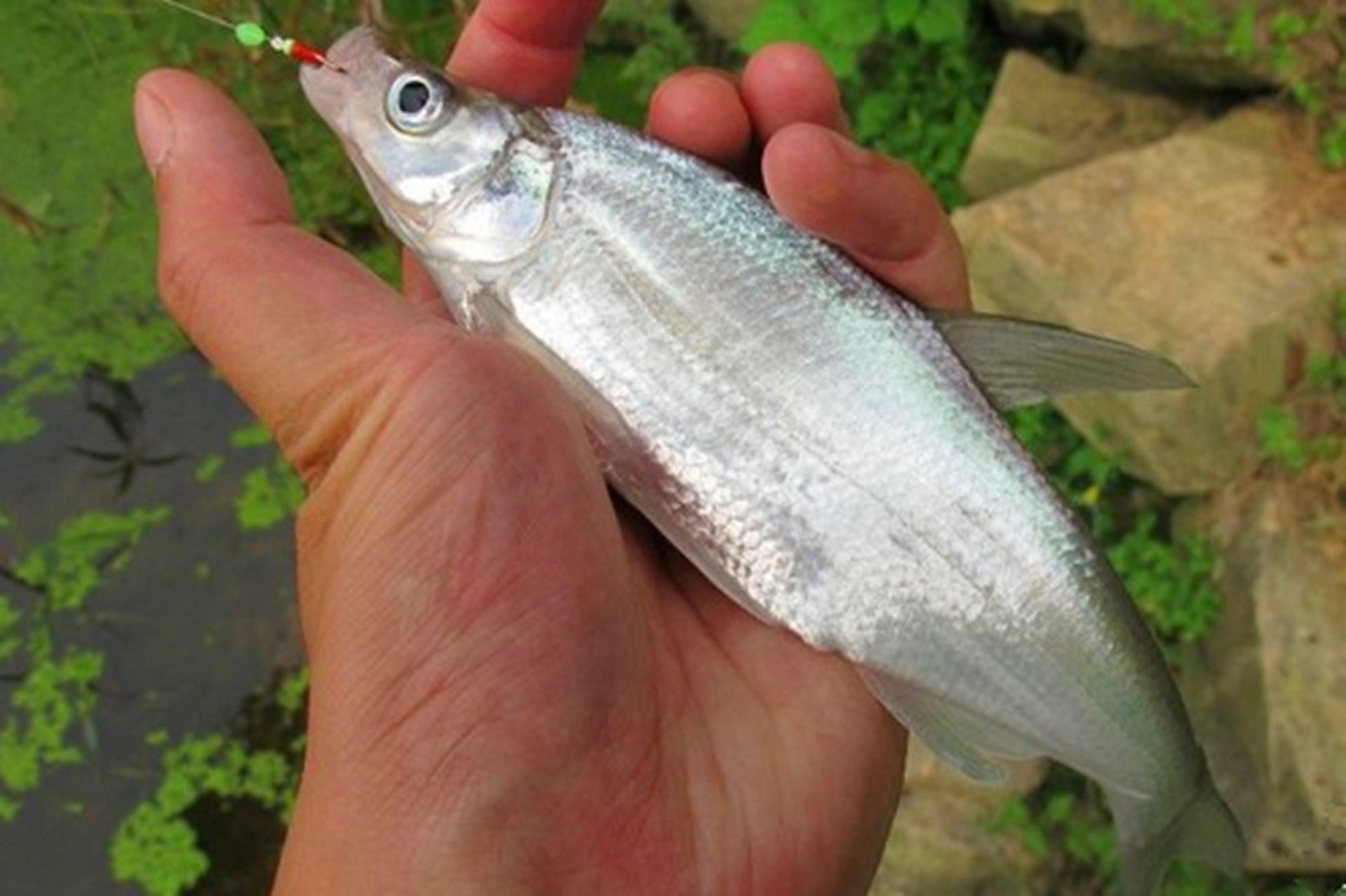 4种肉食性鱼类,4种最佳钓法 一,沙塘鳢 沙塘鳢在农村野河中有较多分布