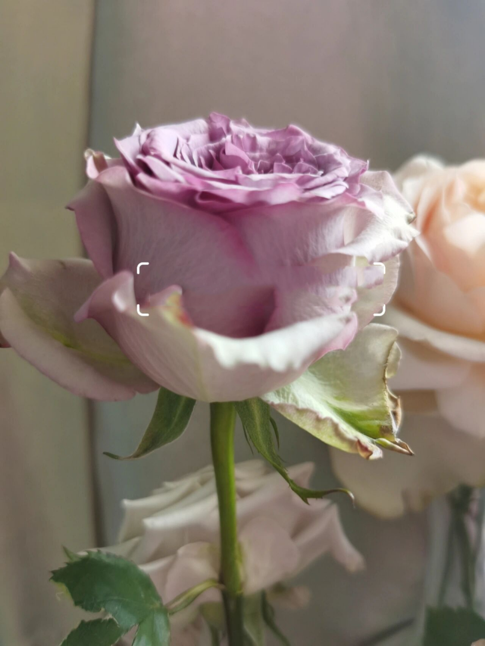 看了多姿桃/多洛塔玫瑰的a级鲜切花,这朵完全不输.