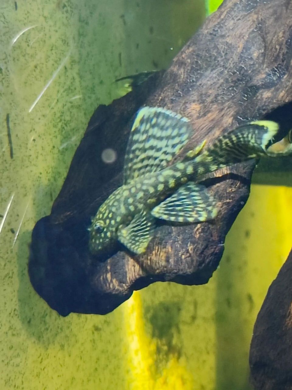 密集恐惧症 慎入 迷彩大帆,胡子鱼的一种,不像黄金大帆一样靓丽.