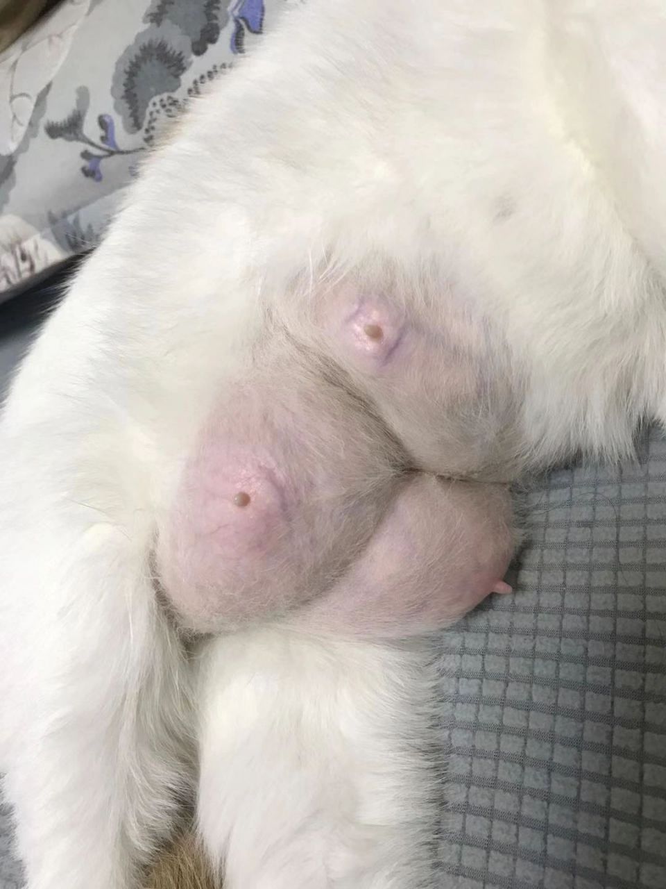 猫咪 涨奶 乳腺炎,自己在家也能治啦!