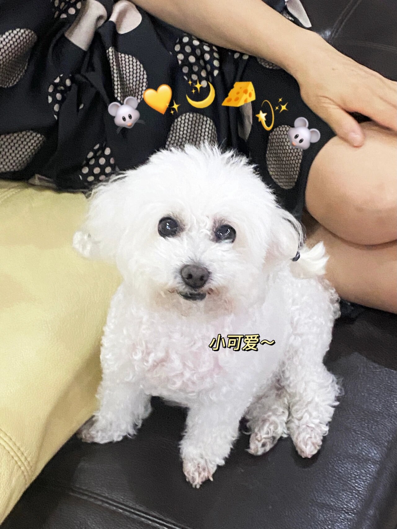 比熊犬和小贵宾的串串能有多可爱?