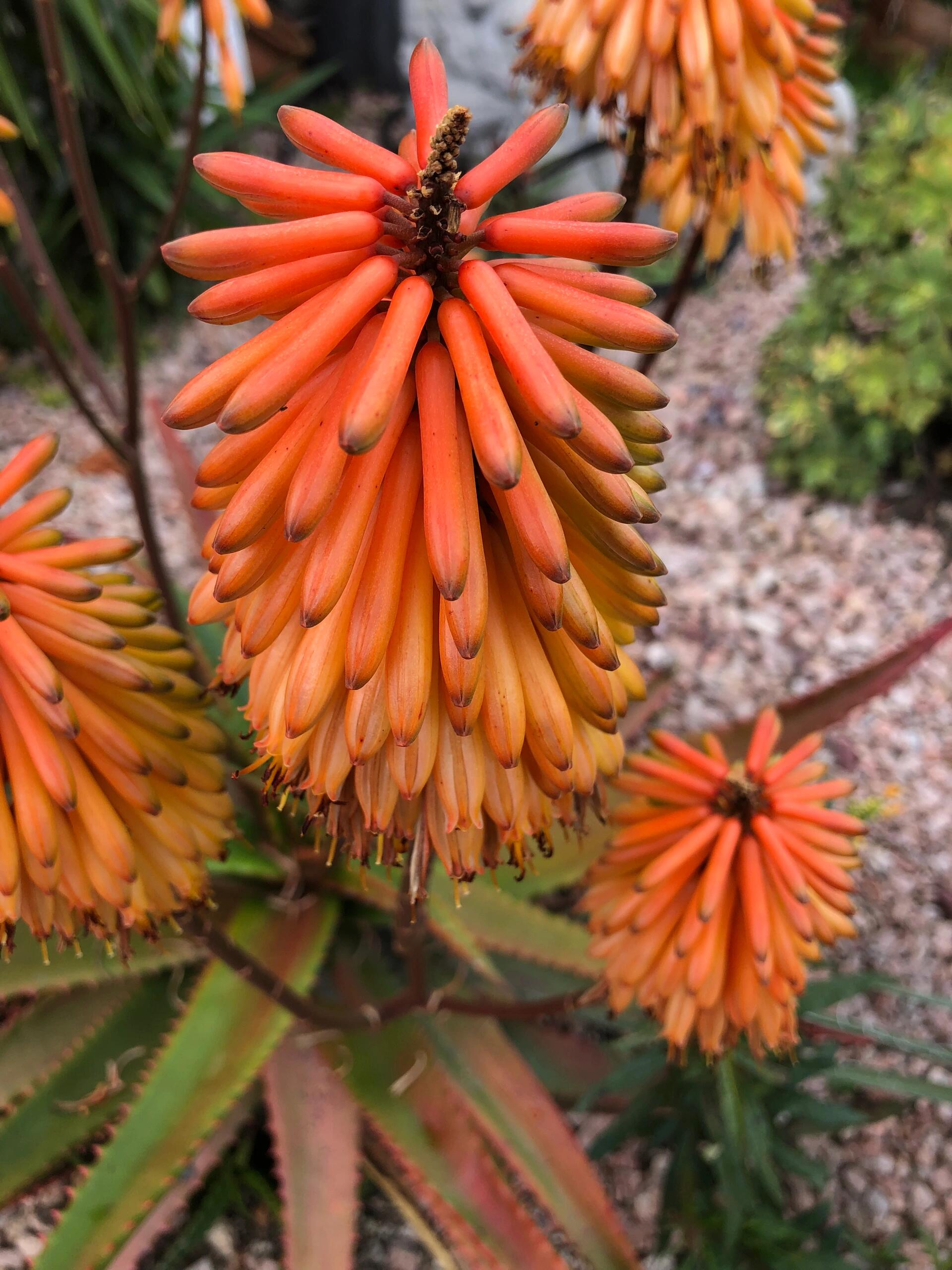 美花(8)木立芦荟