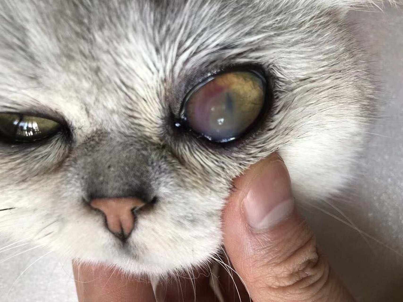 猫角膜溃疡的治疗方法 先看图,先分清楚结膜炎和角膜炎的症状,前者