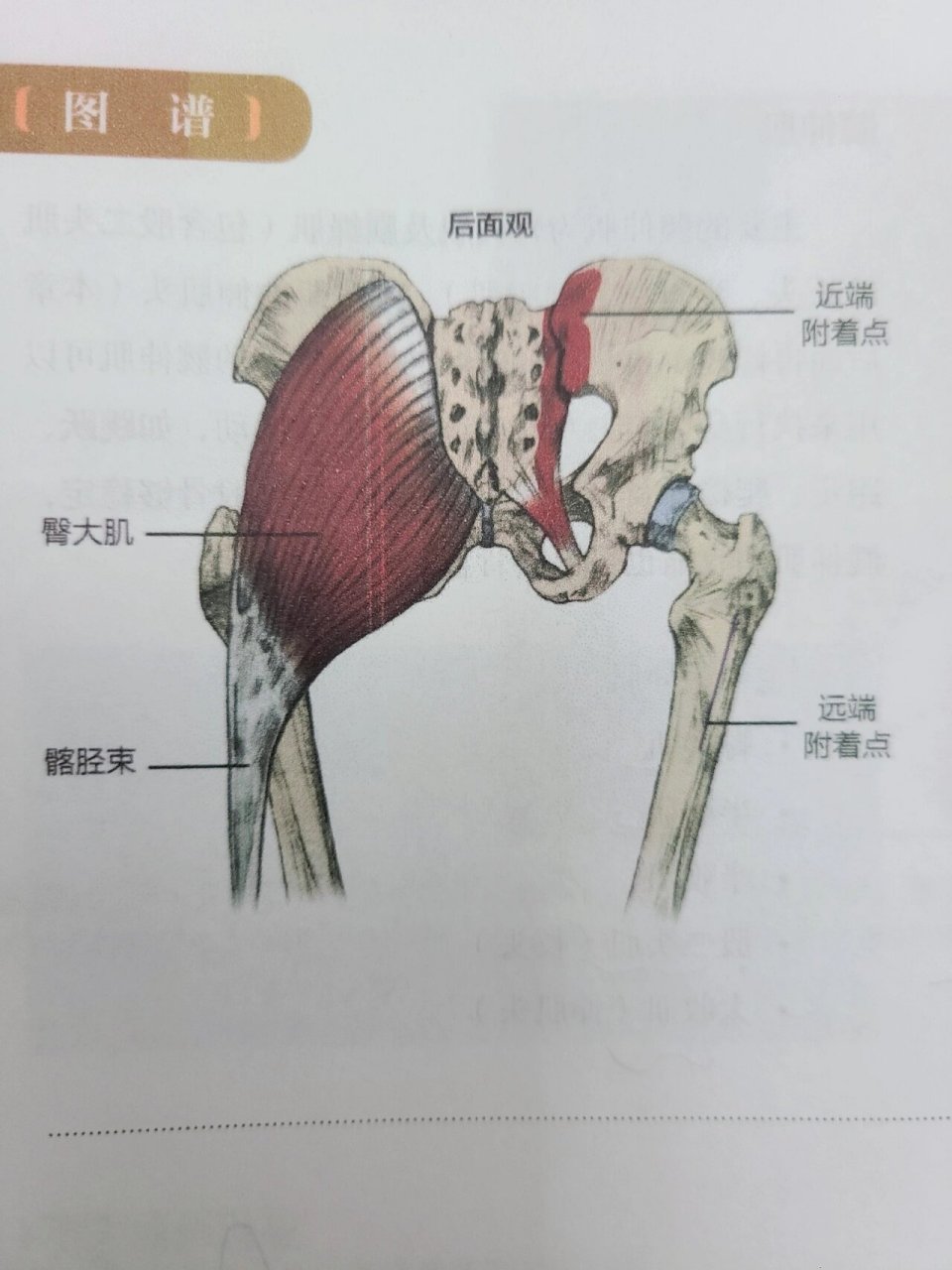 髋关节前屈的肌肉图片