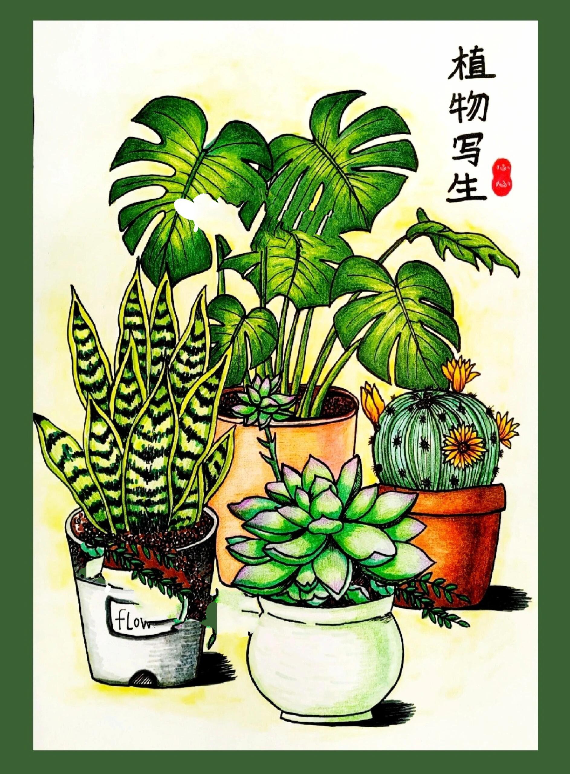 植物写生画五年级图片