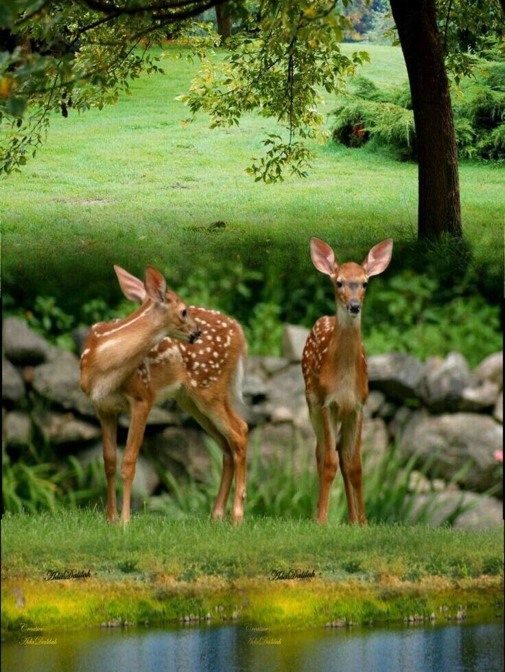 如鹿渴慕溪水 【诗42:1】神啊,我的心切慕你,如鹿切慕溪水.