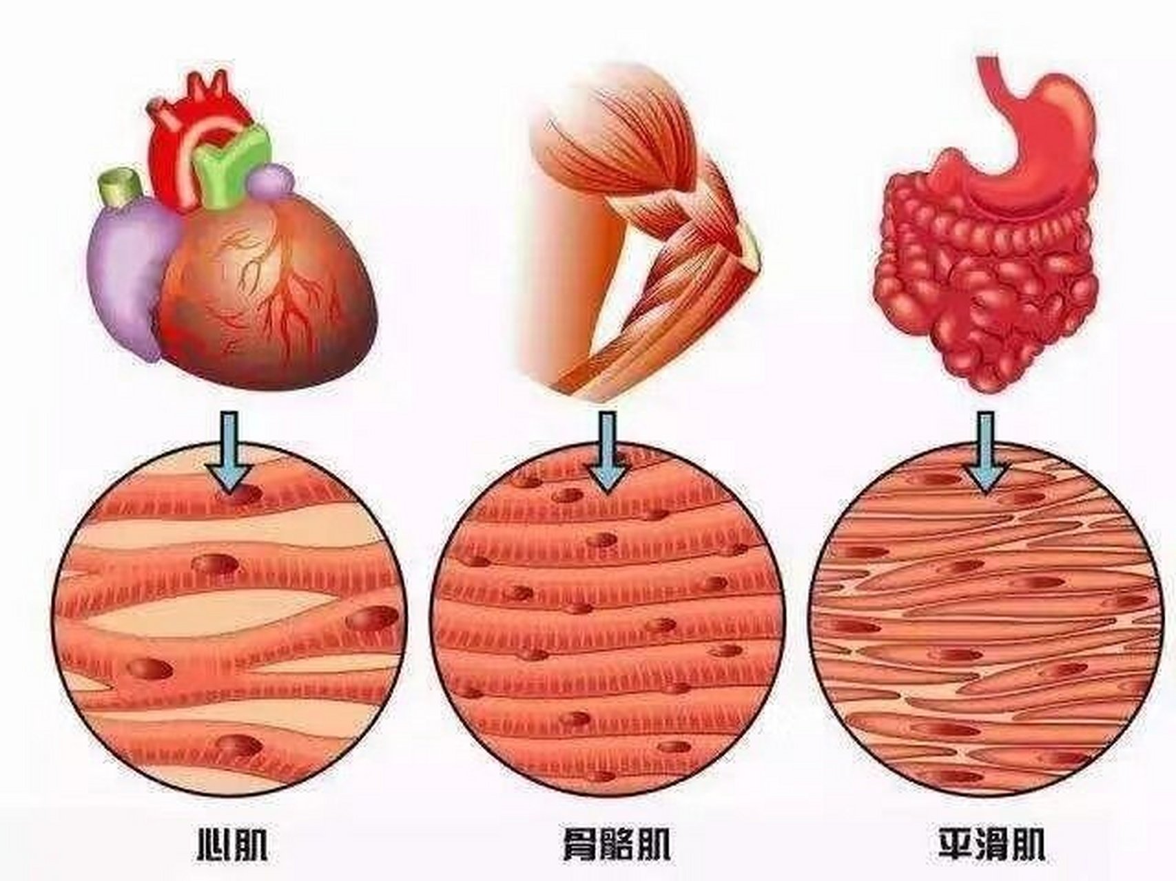 肌肉总是跳动是什么原因肌肉总是跳动也是一种病吗?