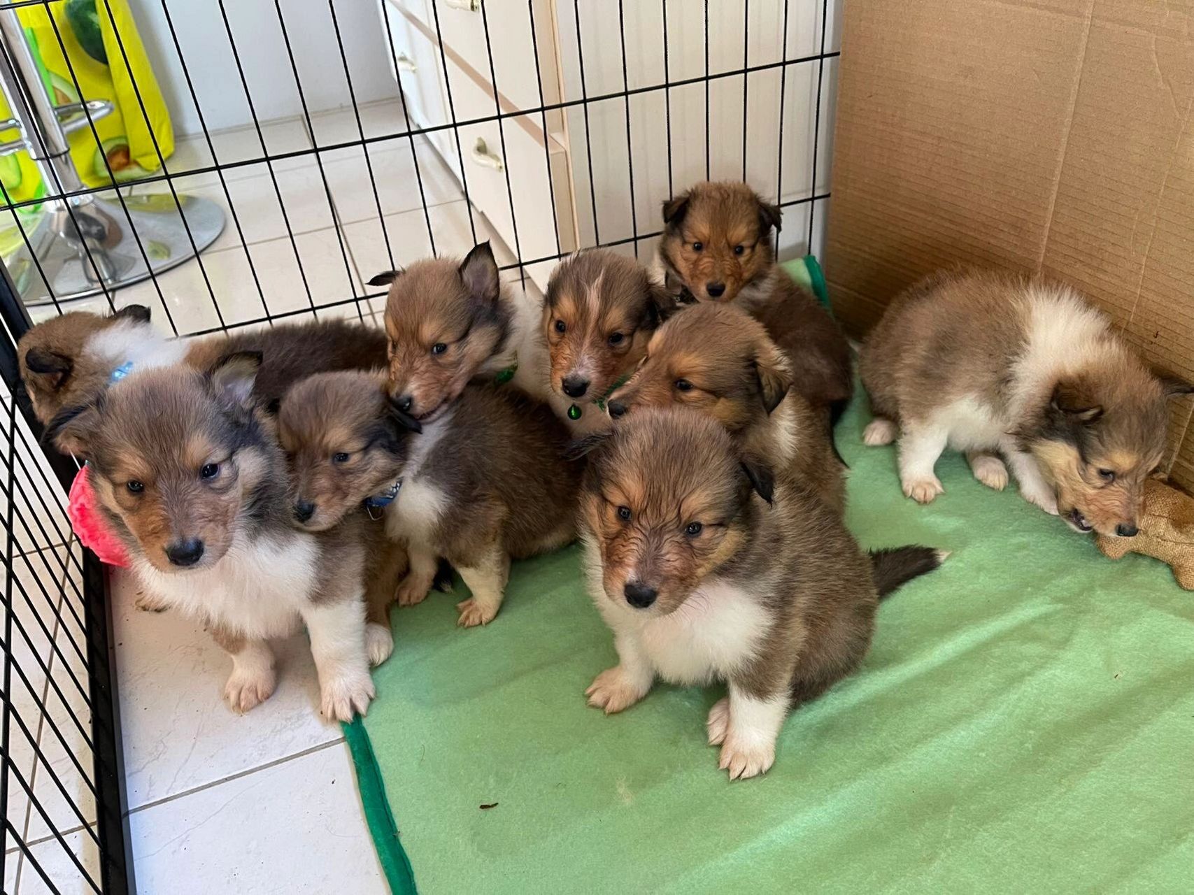 苏格兰牧羊犬宝宝 4只弟弟4只妹妹,后两张是爸妈照片.