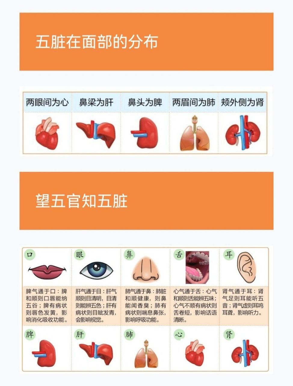 中医面部五脏图对应图图片