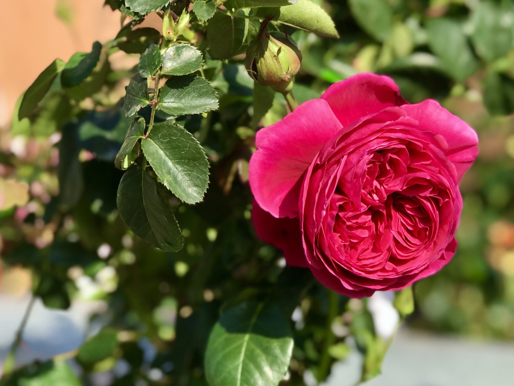 伊芙酒窖月季/分支性好/浓香/耐热 伊芙酒窖顾名思义说的是它的香是