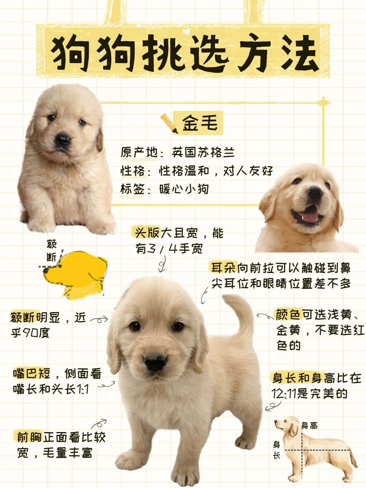 金毛: 金毛幼犬挑选 金毛注意看 1,金毛可以选浅黄,金黄,但最好不要